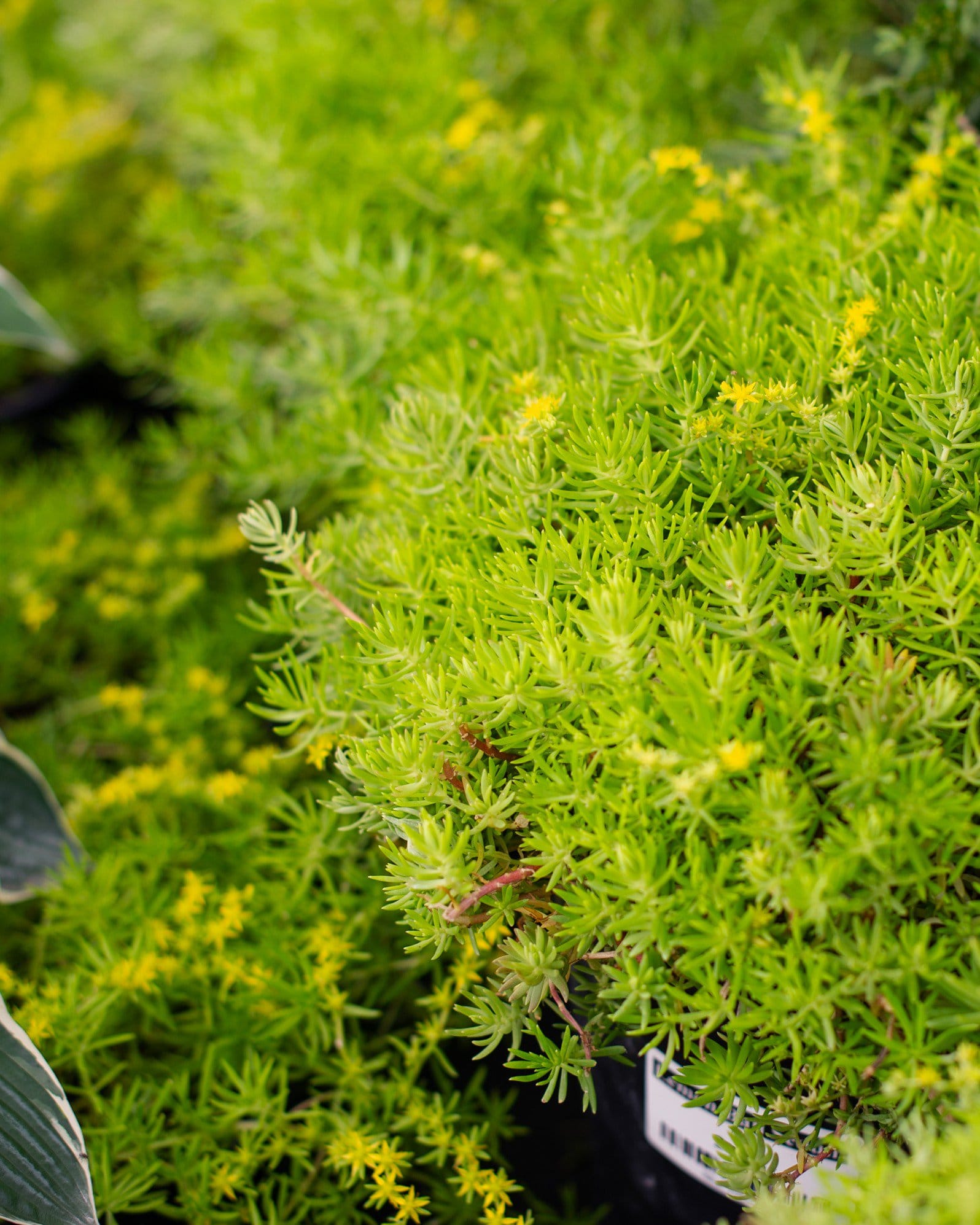 Lemon Ball Sedum - view 3