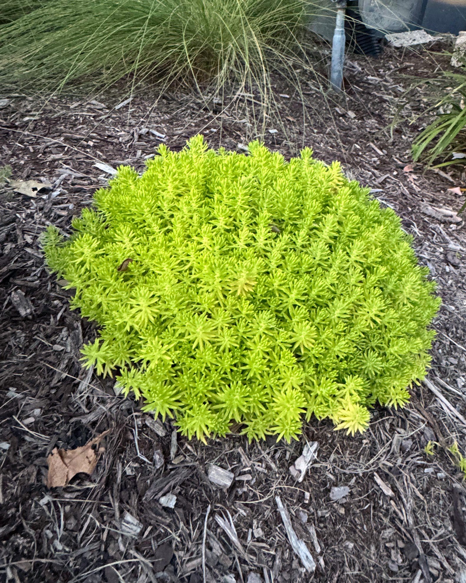 Lemon Ball Sedum - view 4