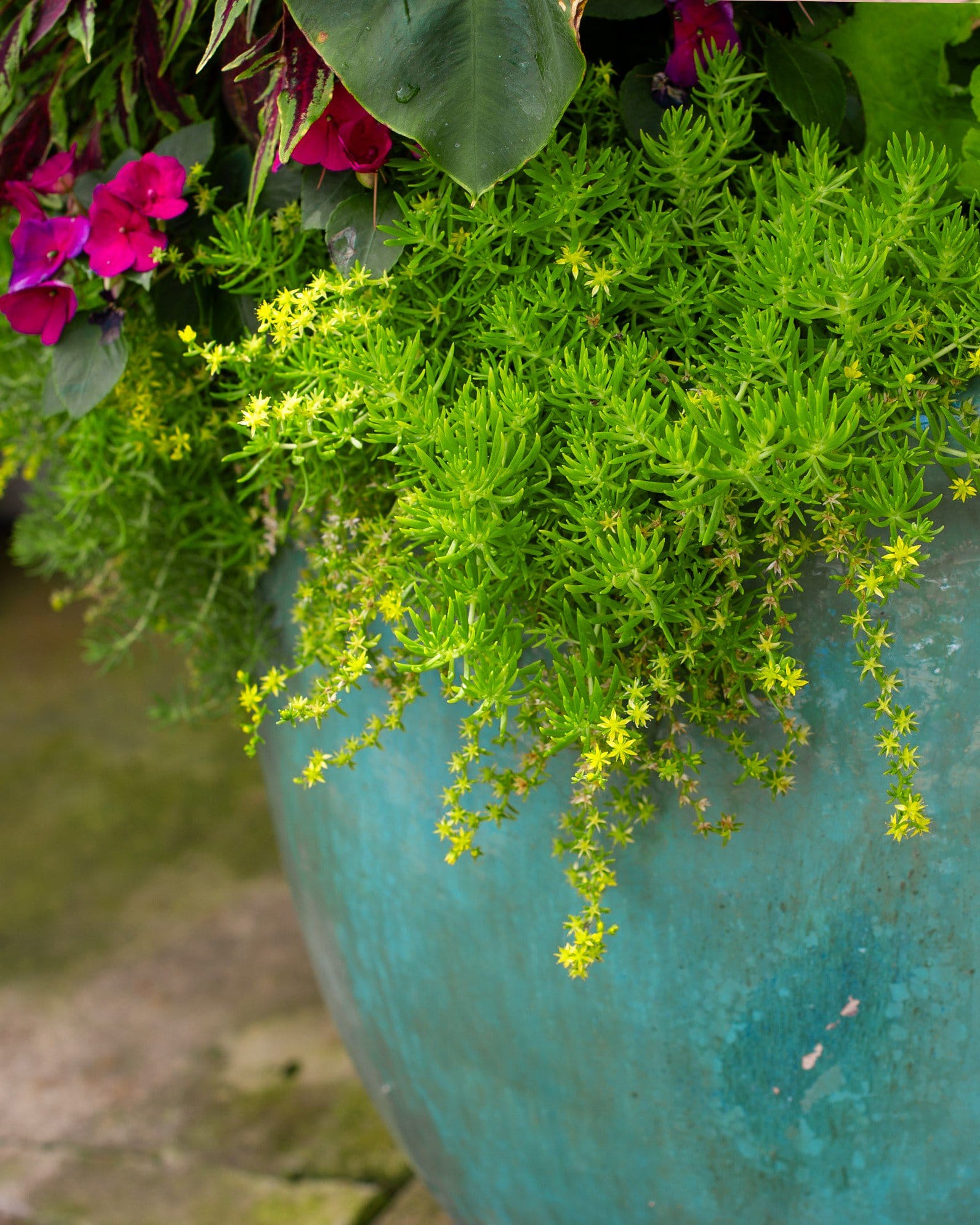 Lemon Ball Sedum - view 5