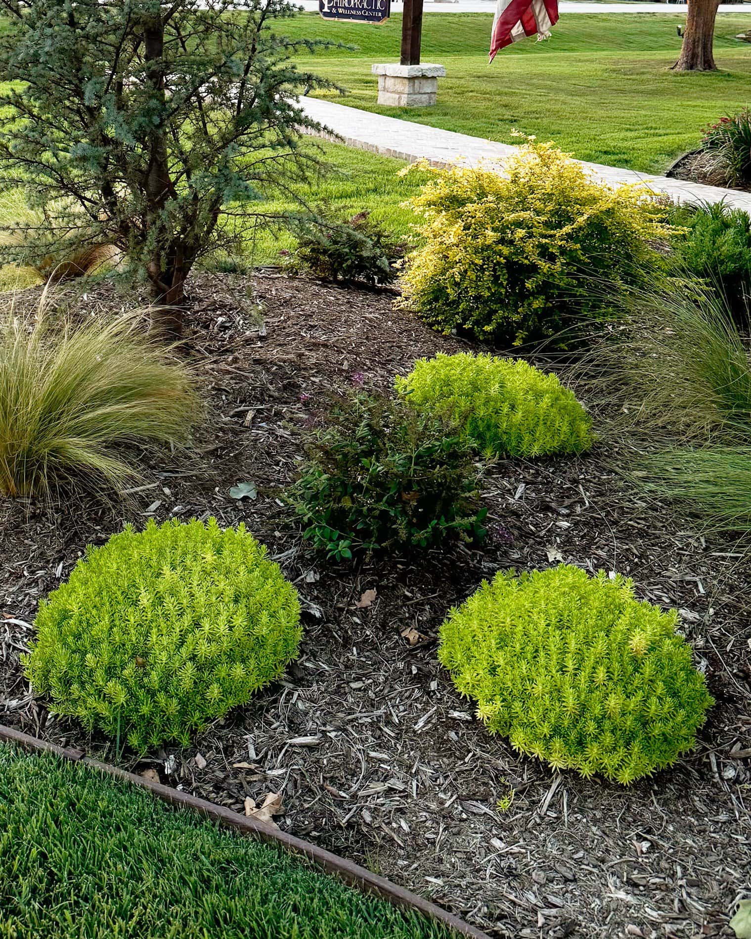 Lemon Ball Sedum - Image 2