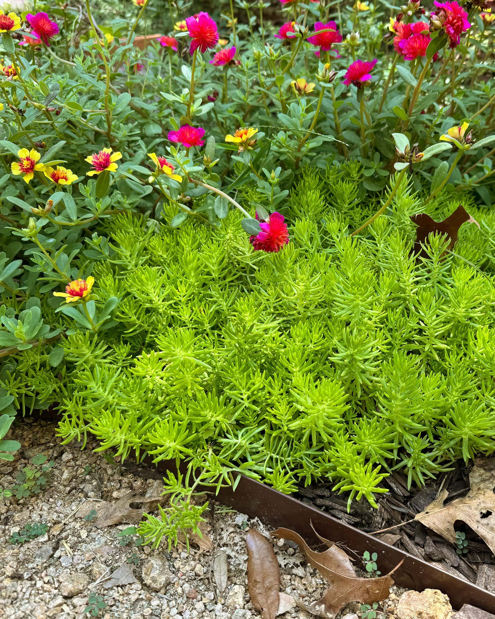 Lemon Ball Sedum - Image 4