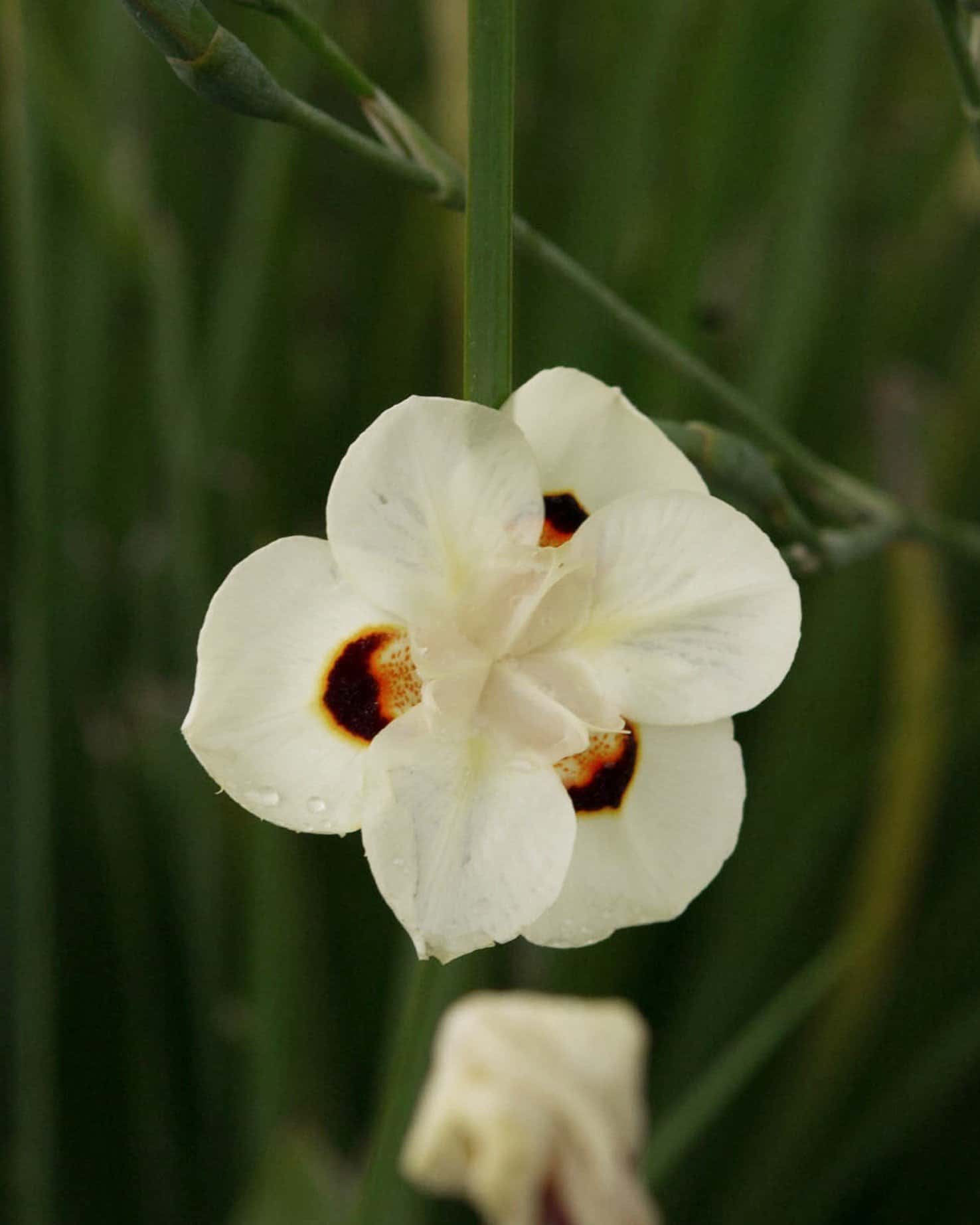 Bicolor Iris - Main Image