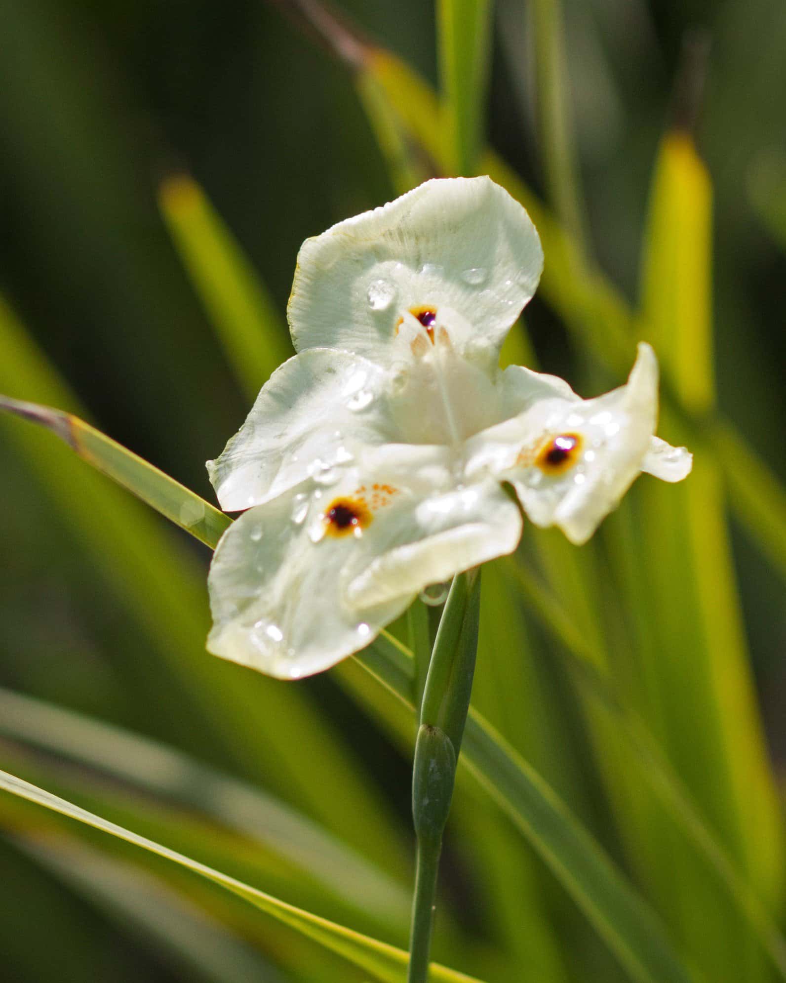 Bicolor Iris - Image 1