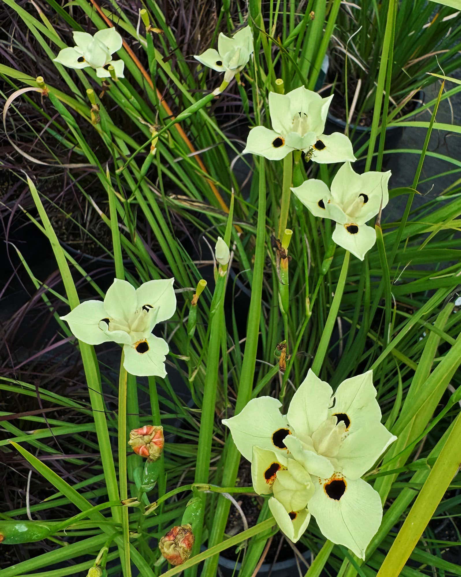 Bicolor Iris - Image 4