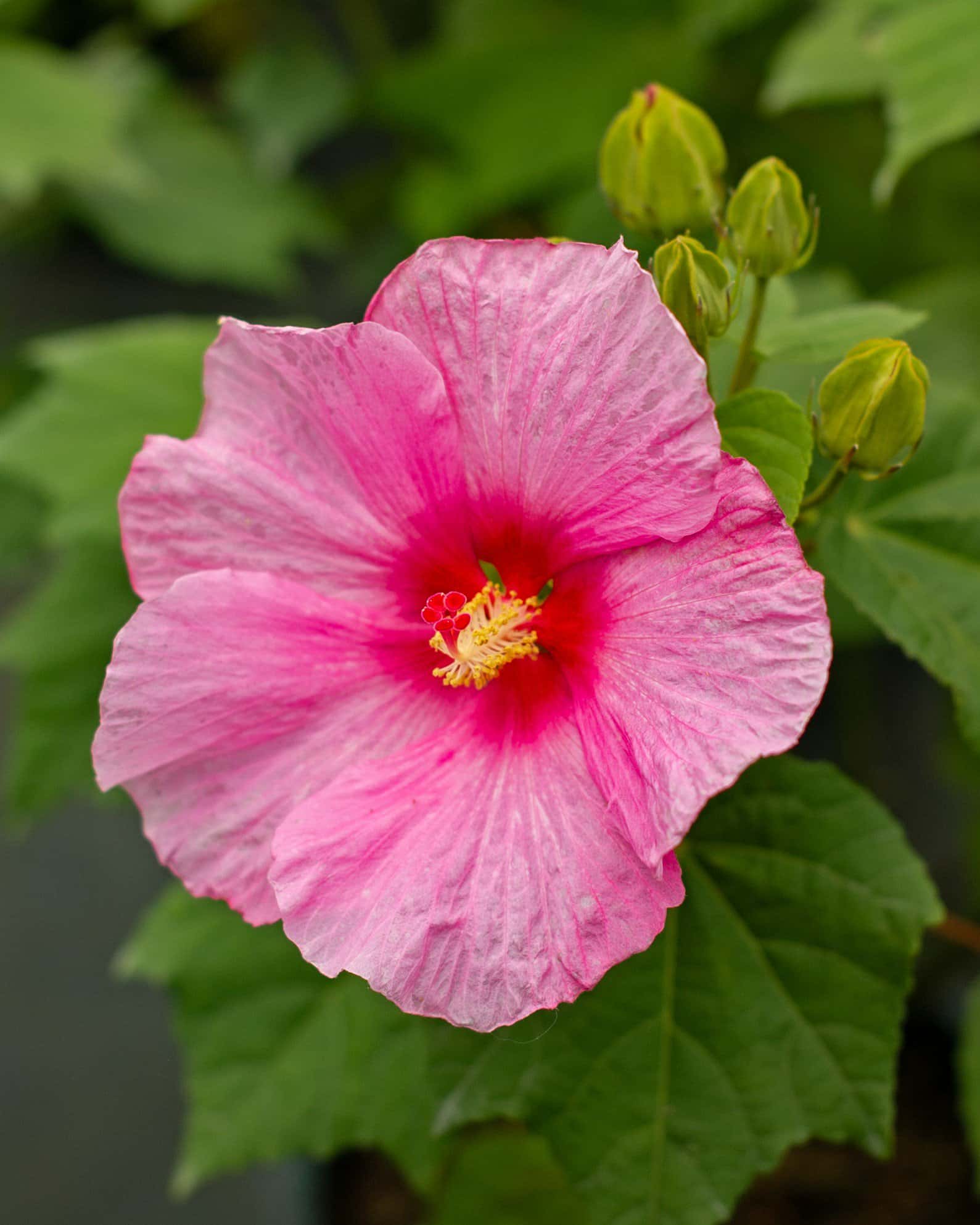 Big Hit Pink Hibiscus - Main Image