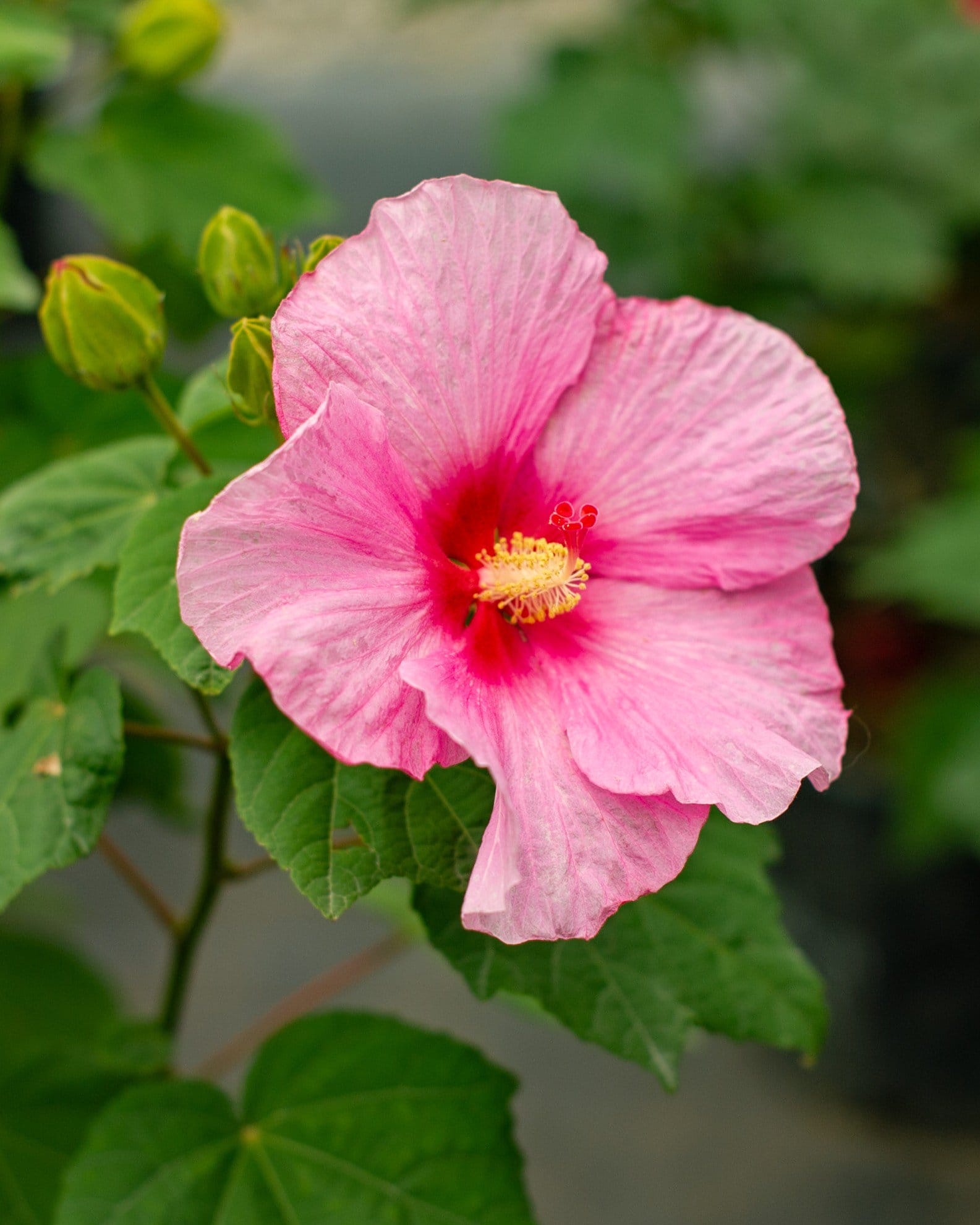 Big Hit Pink Hardy Hibiscus - view 2