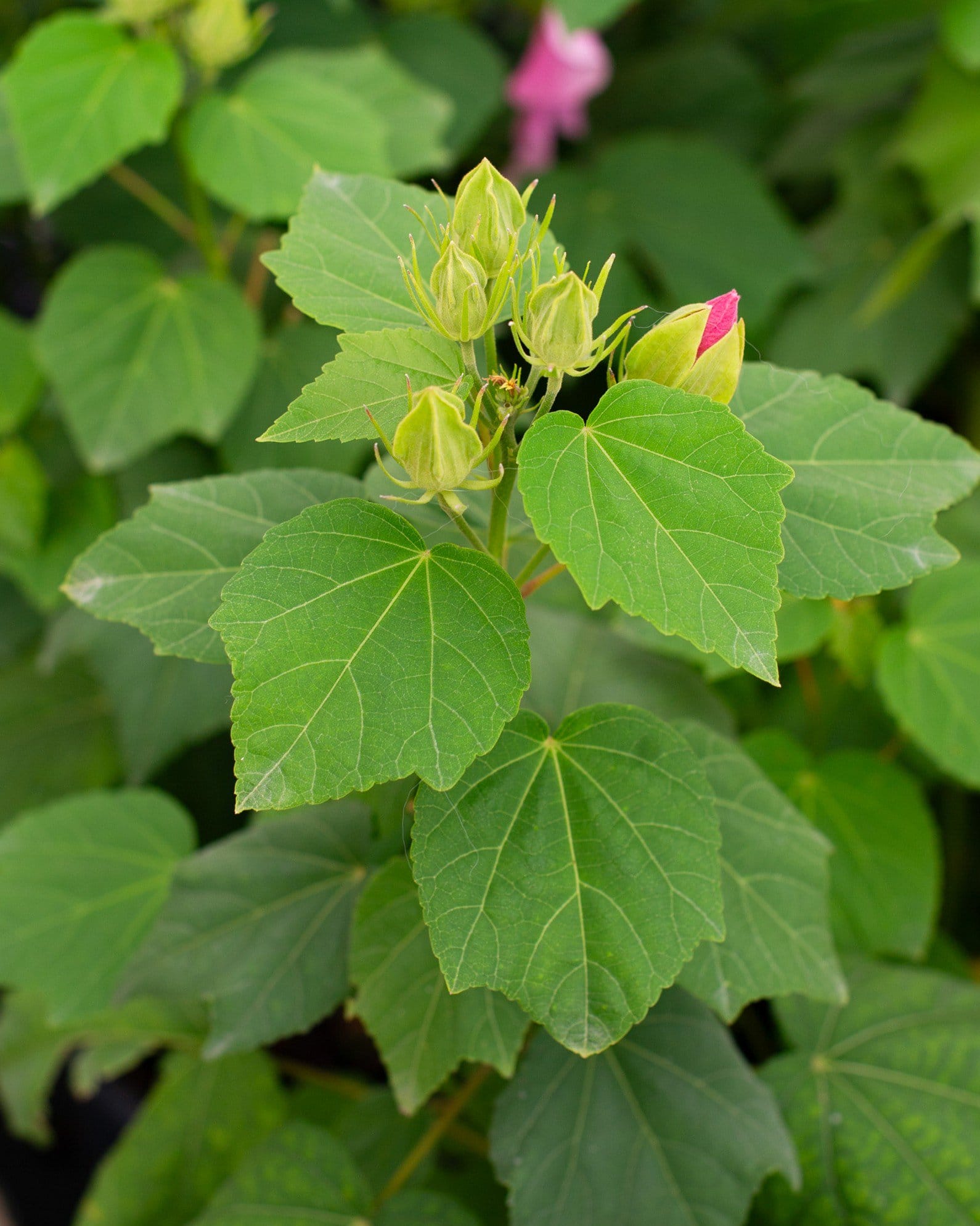 Big Hit Pink Hardy Hibiscus - view 3