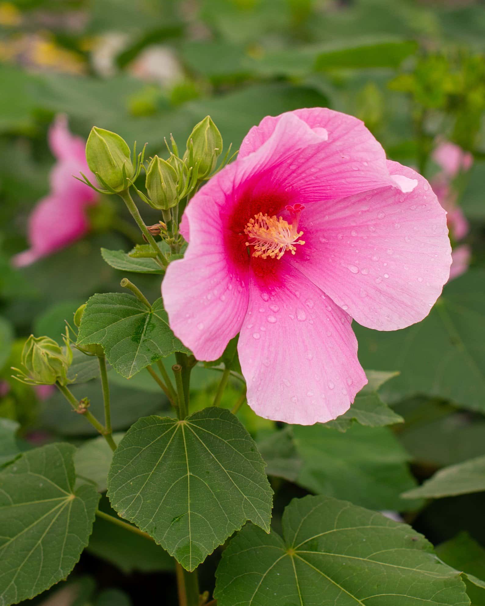 Big Hit Pink Hibiscus - Image 1