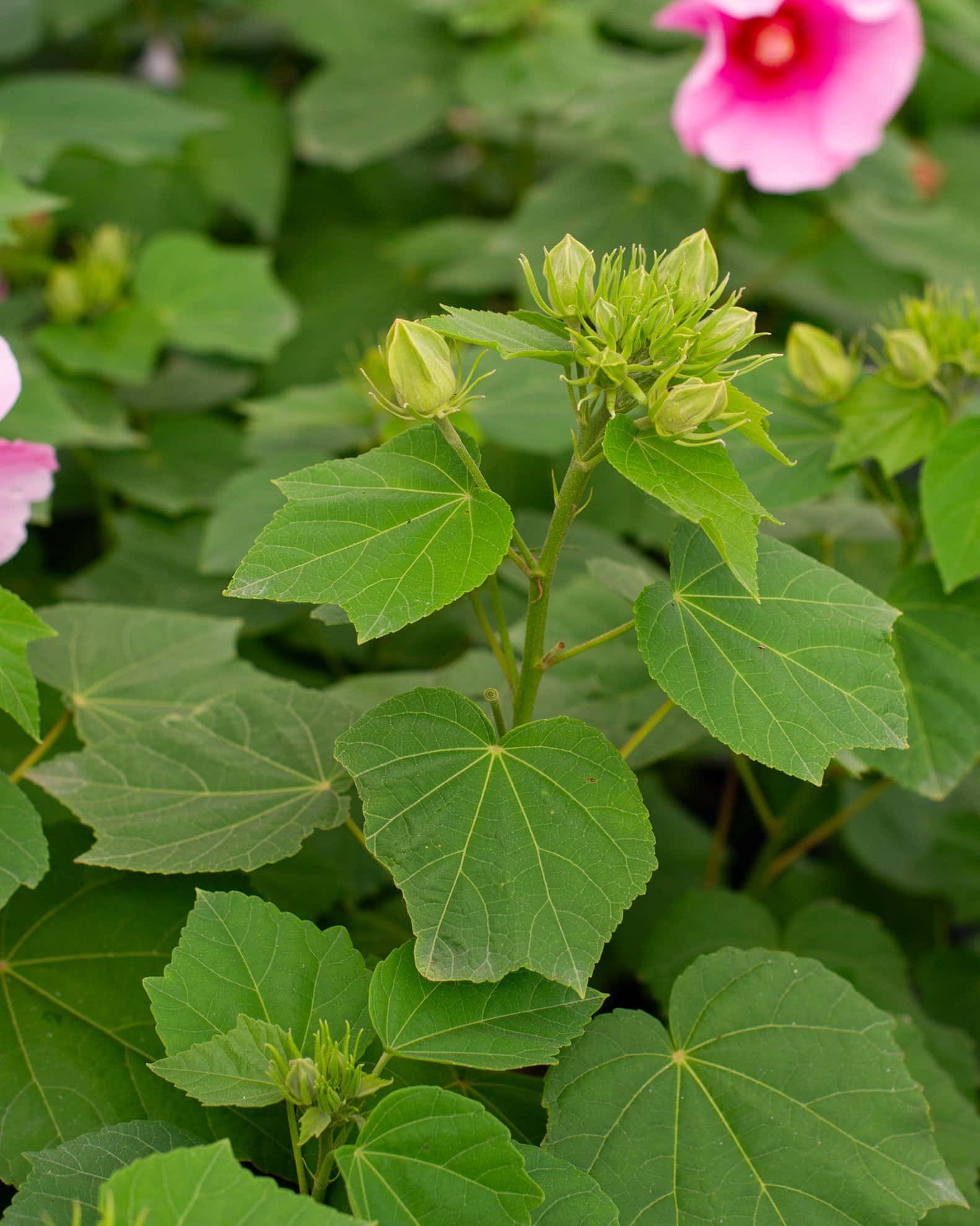 Big Hit Pink Hibiscus - Image 3