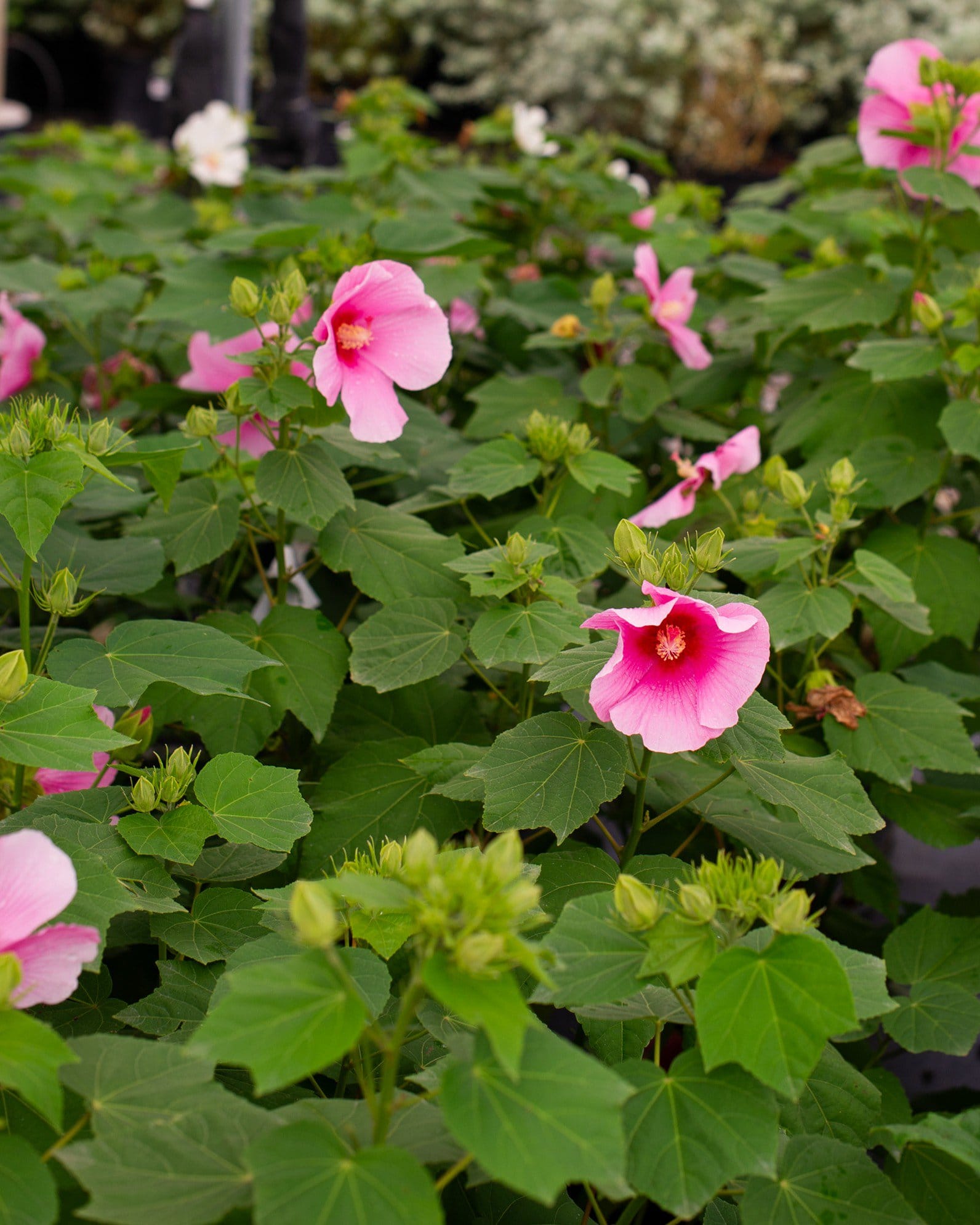 Big Hit Pink Hardy Hibiscus - view 5