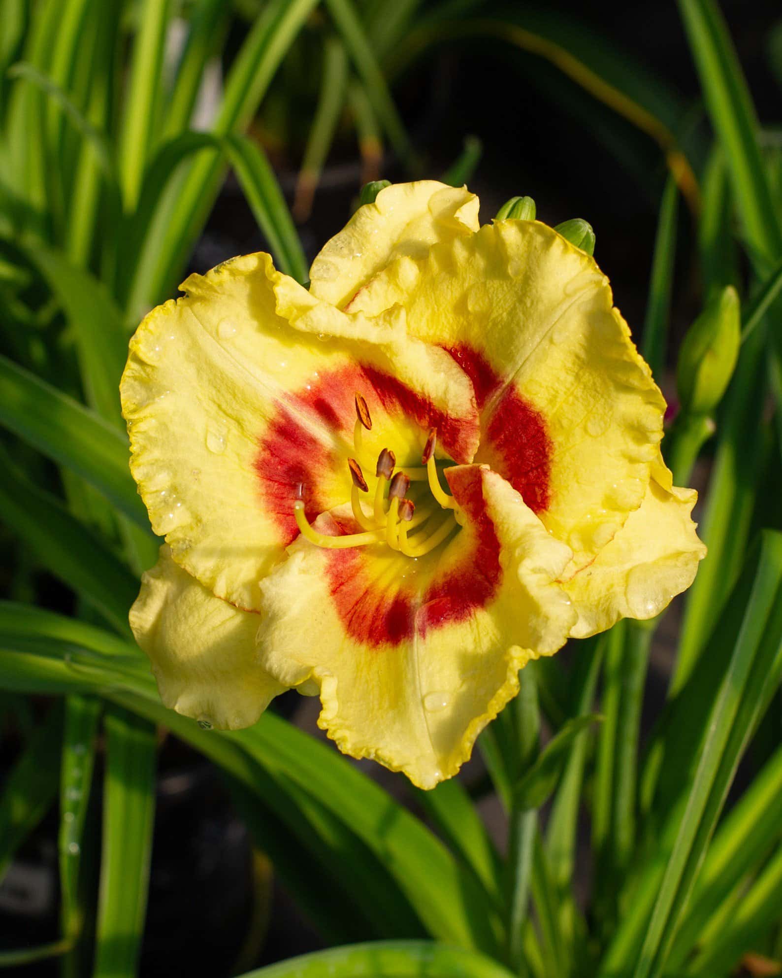 Monterrey Jack Daylily - Main Image
