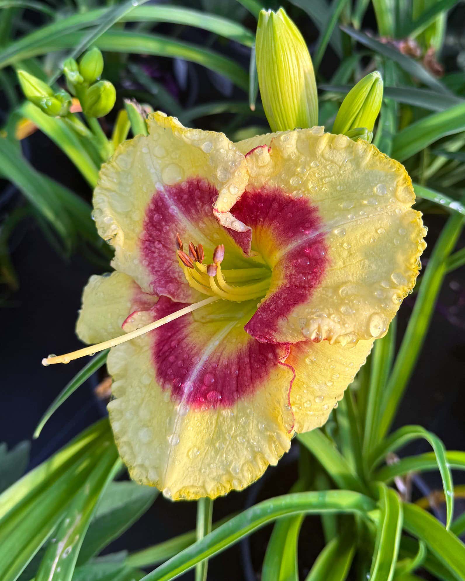 Monterrey Jack Daylily - Image 1