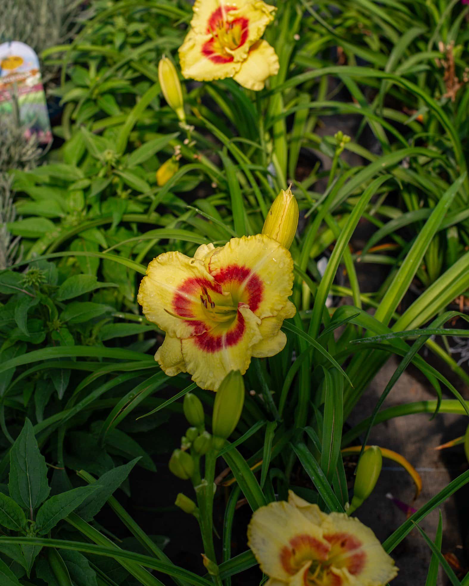 Monterrey Jack Daylily - Image 2