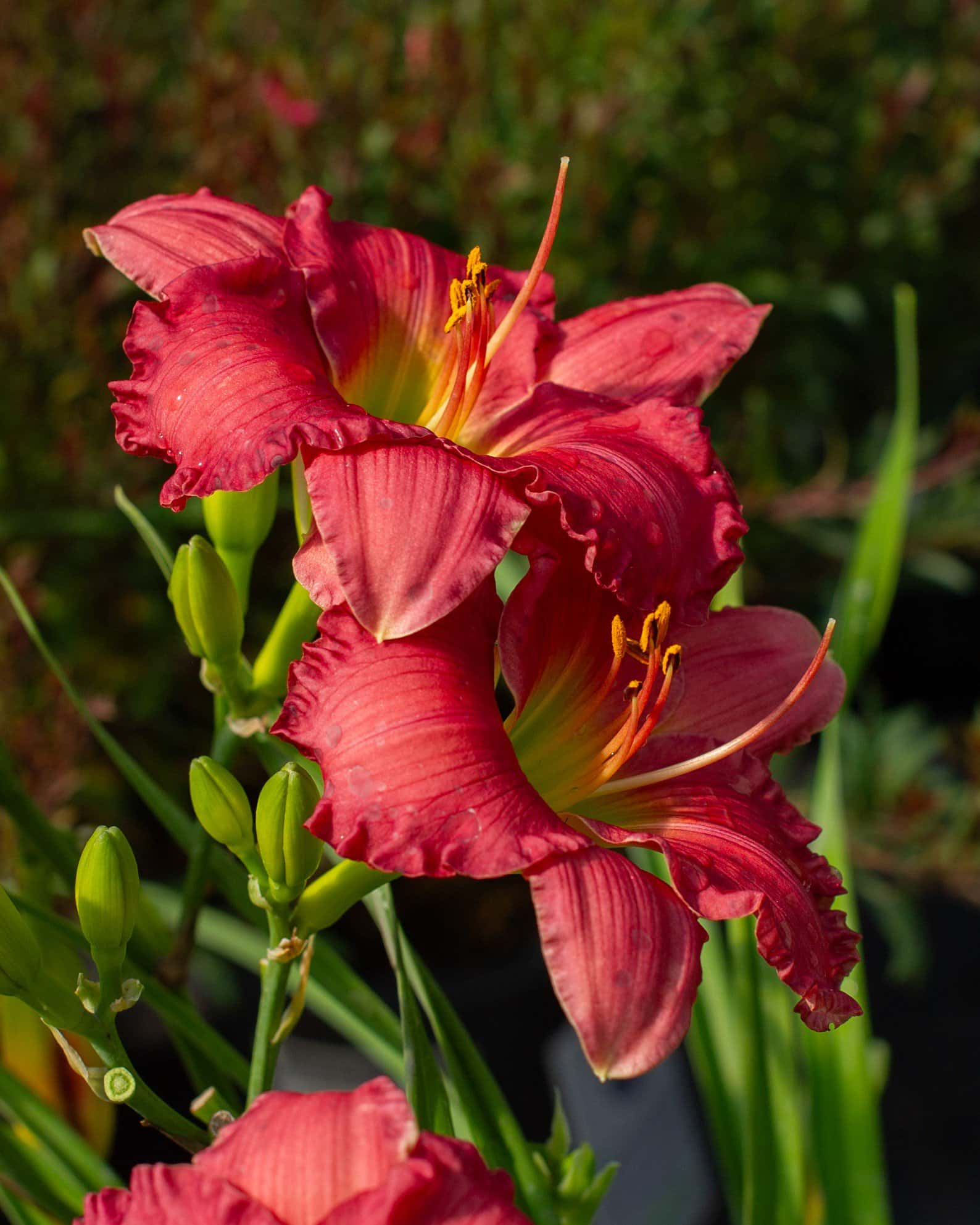 Passionate Retuns Daylily - Image 1
