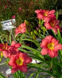 Passionate Retuns Daylily thumbnail 4