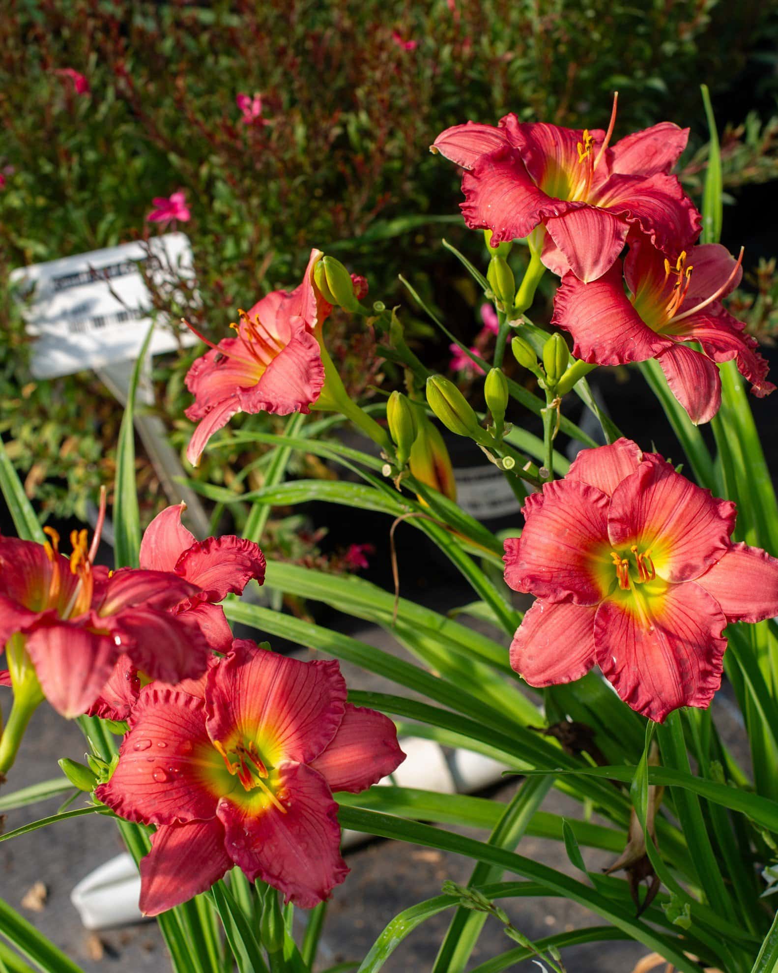 Passionate Retuns Daylily - Image 3