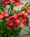 Passionate Retuns Daylily thumbnail 6