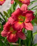 Passionate Retuns Daylily thumbnail 3