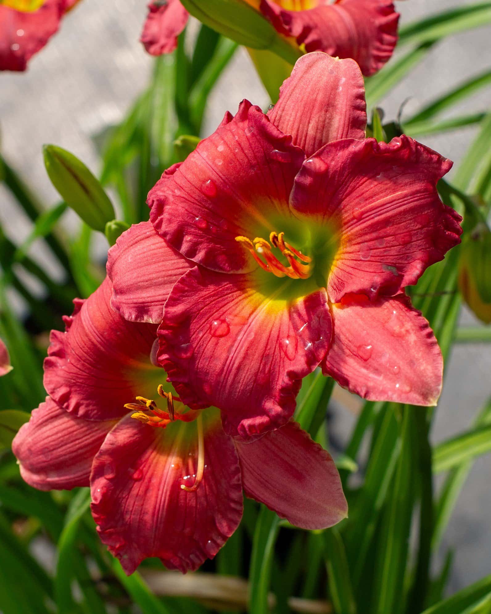 Passionate Retuns Daylily - Image 2