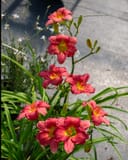 Passionate Retuns Daylily thumbnail 5