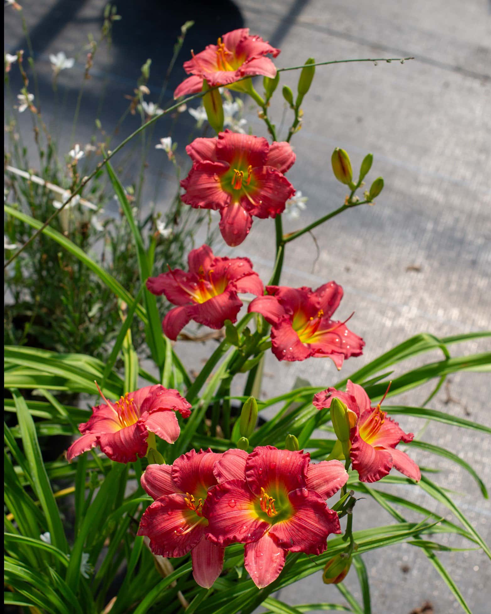 Passionate Retuns Daylily - Image 4