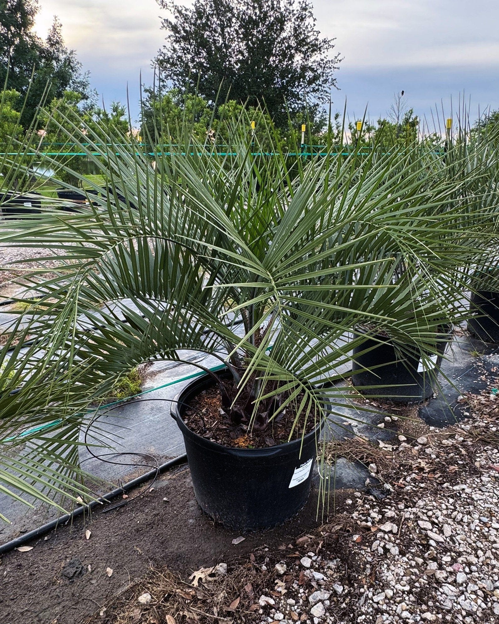 Pindo Palm