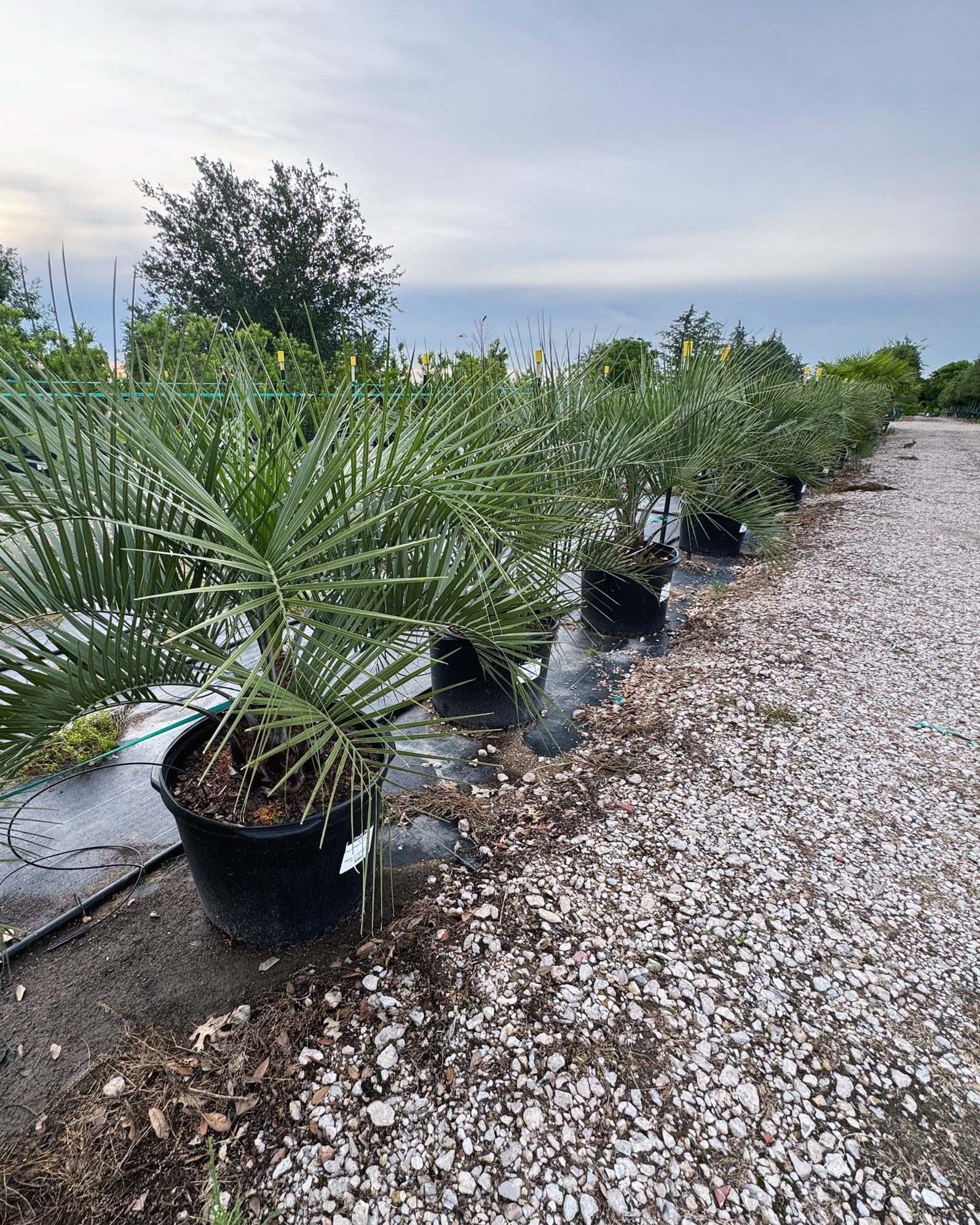 Pindo Palm - view 2