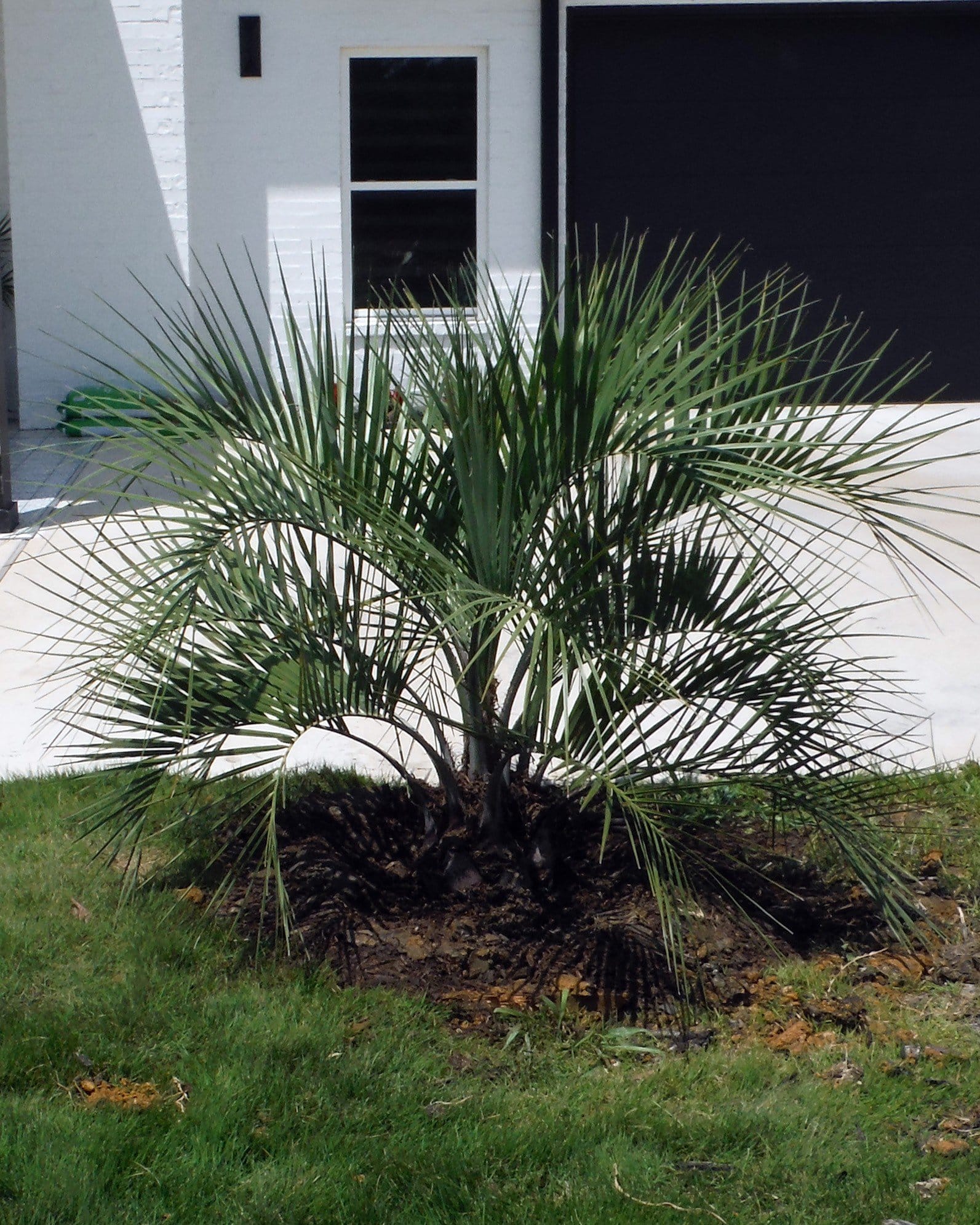 Pindo Palm - view 3