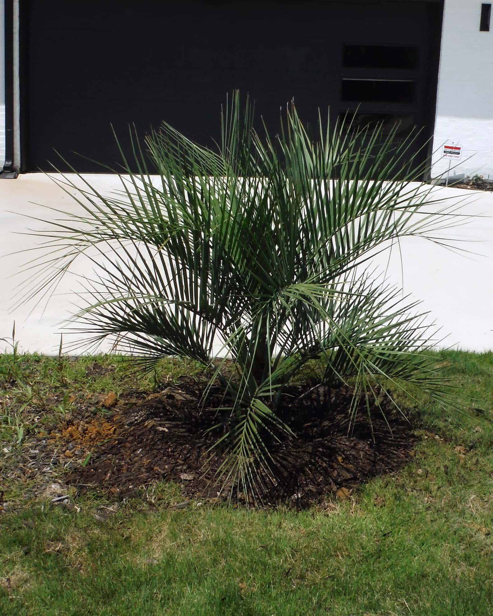 Pindo Palm - Image 2