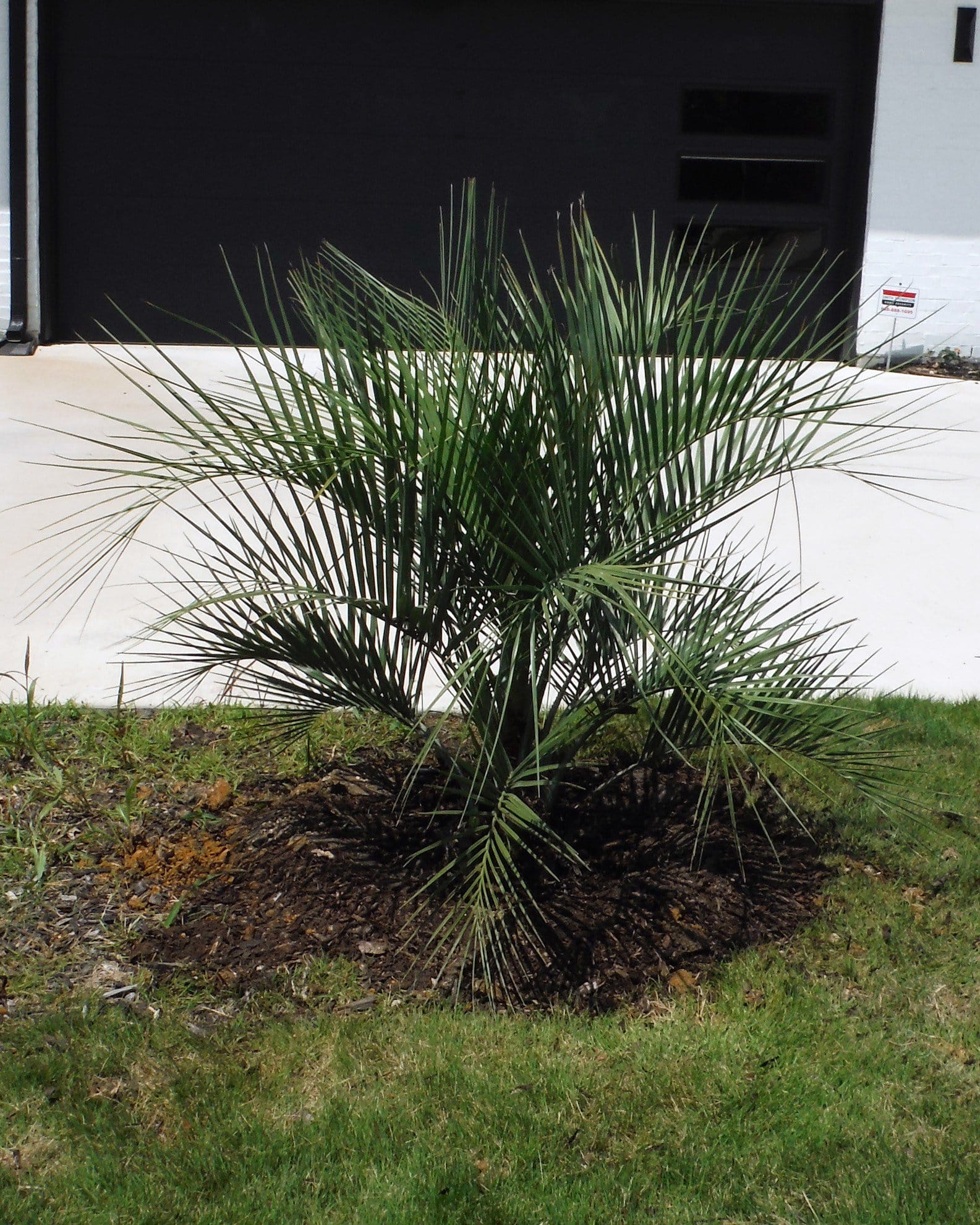 Pindo Palm - view 4