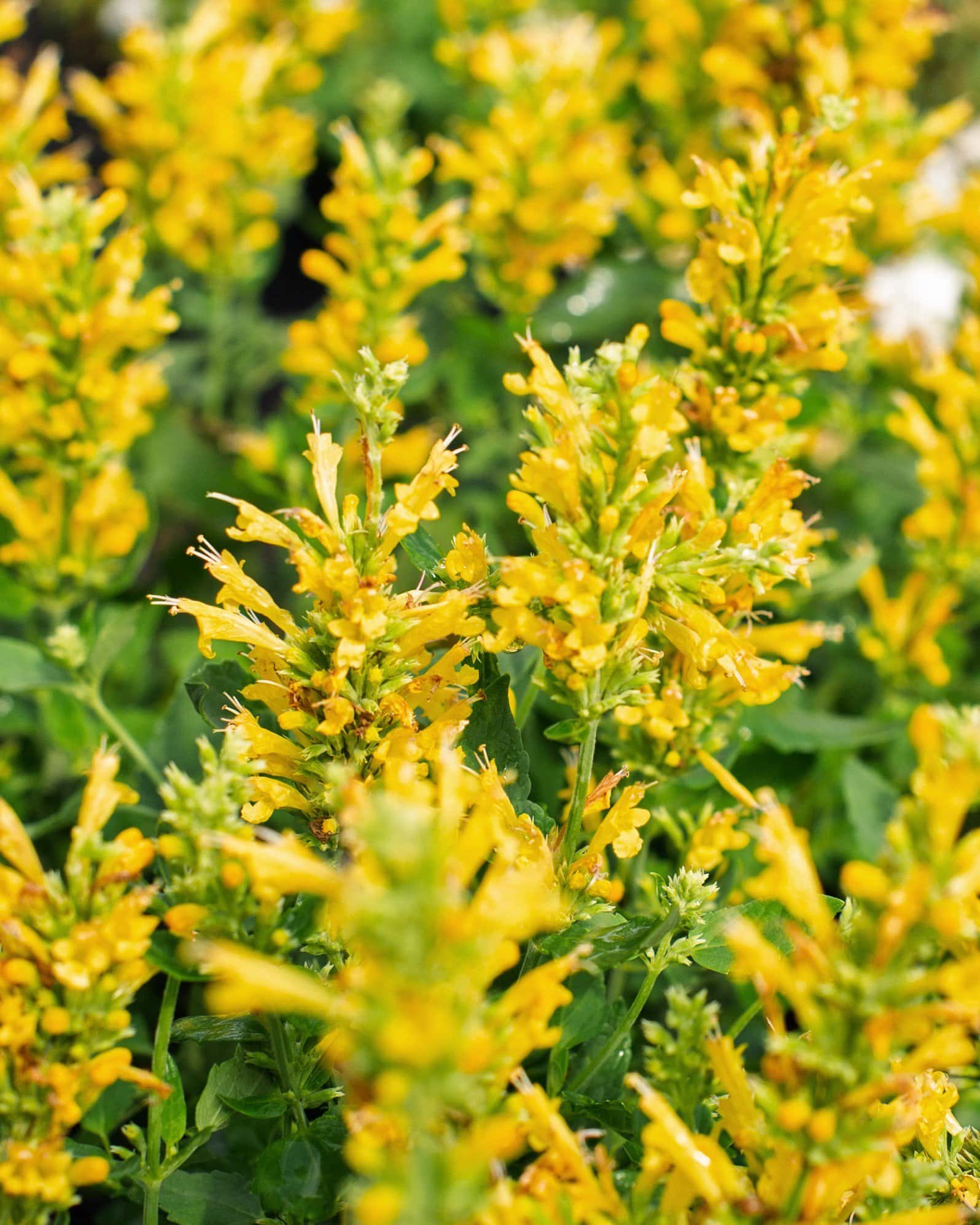 Poquito Butter Yellow Agastache - Main Image
