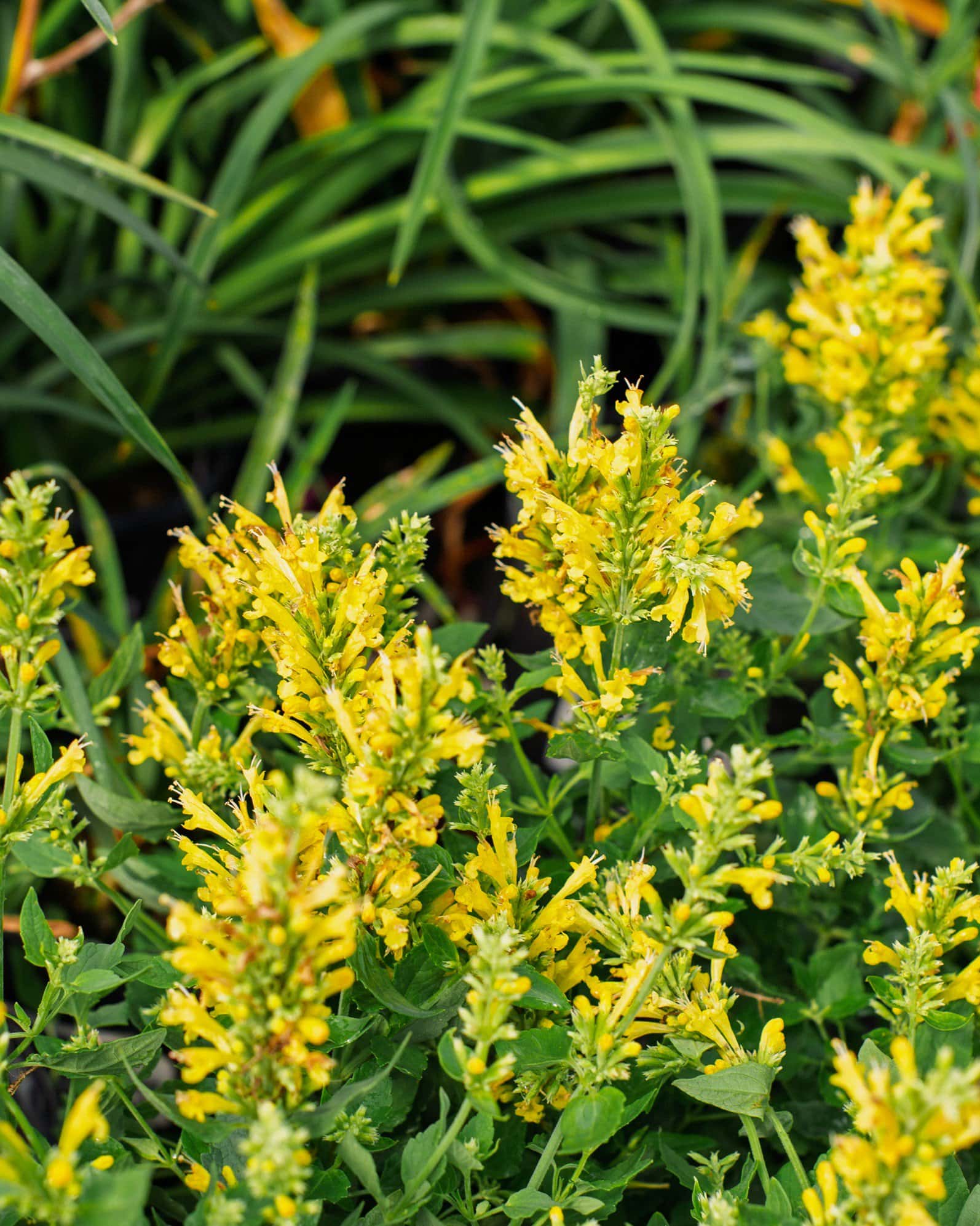 Poquito Butter Yellow Agastache - Image 3