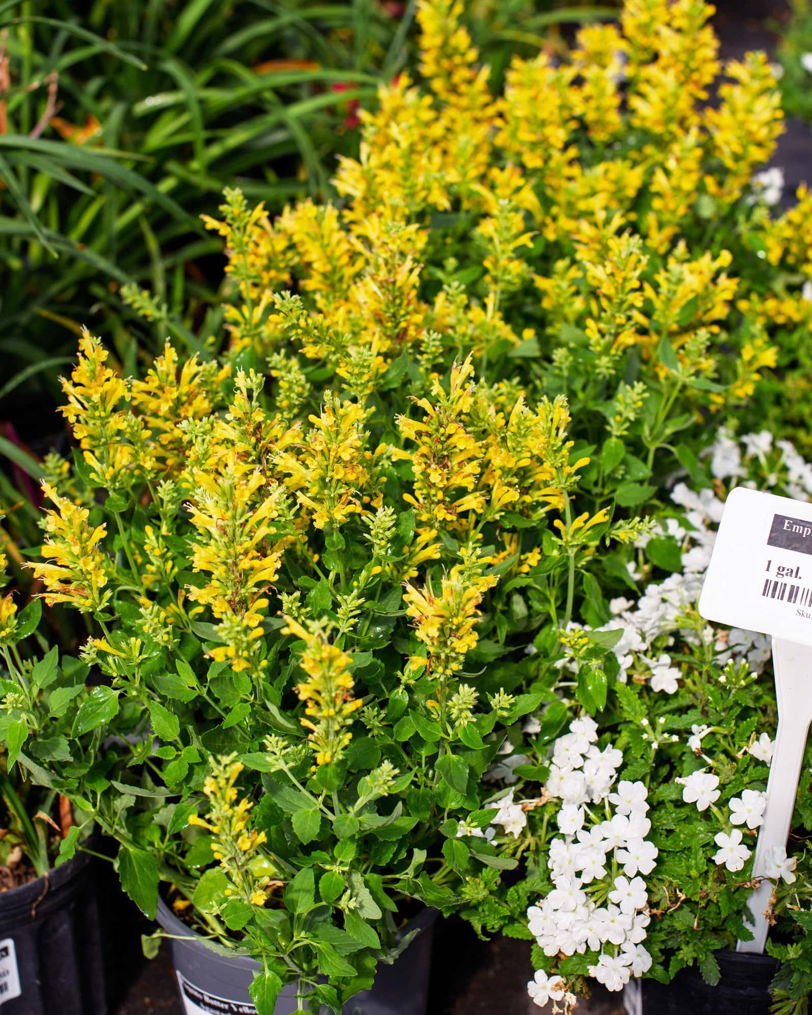 Poquito Butter Yellow Agastache - Image 1