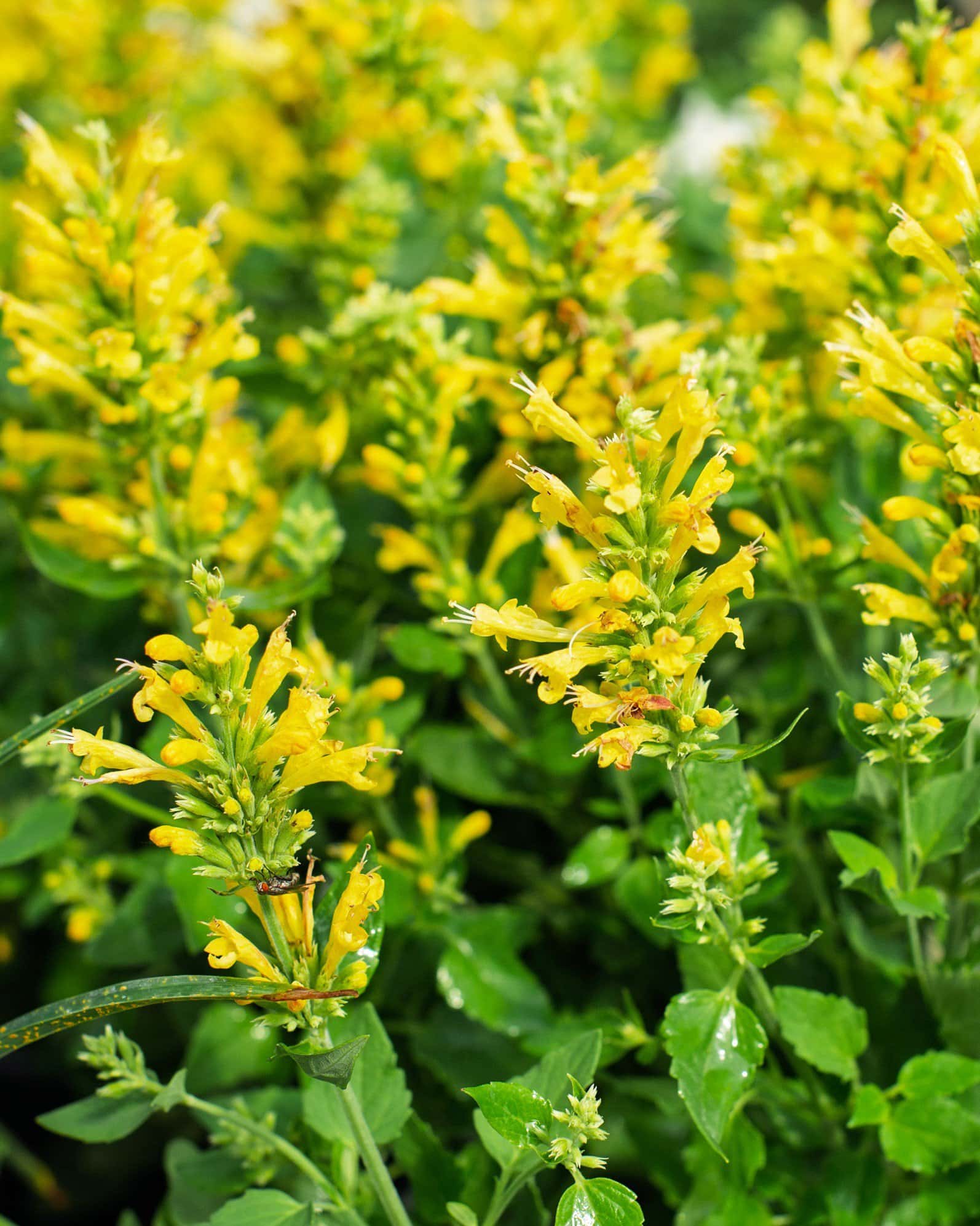 Poquito Butter Yellow Agastache - Image 2