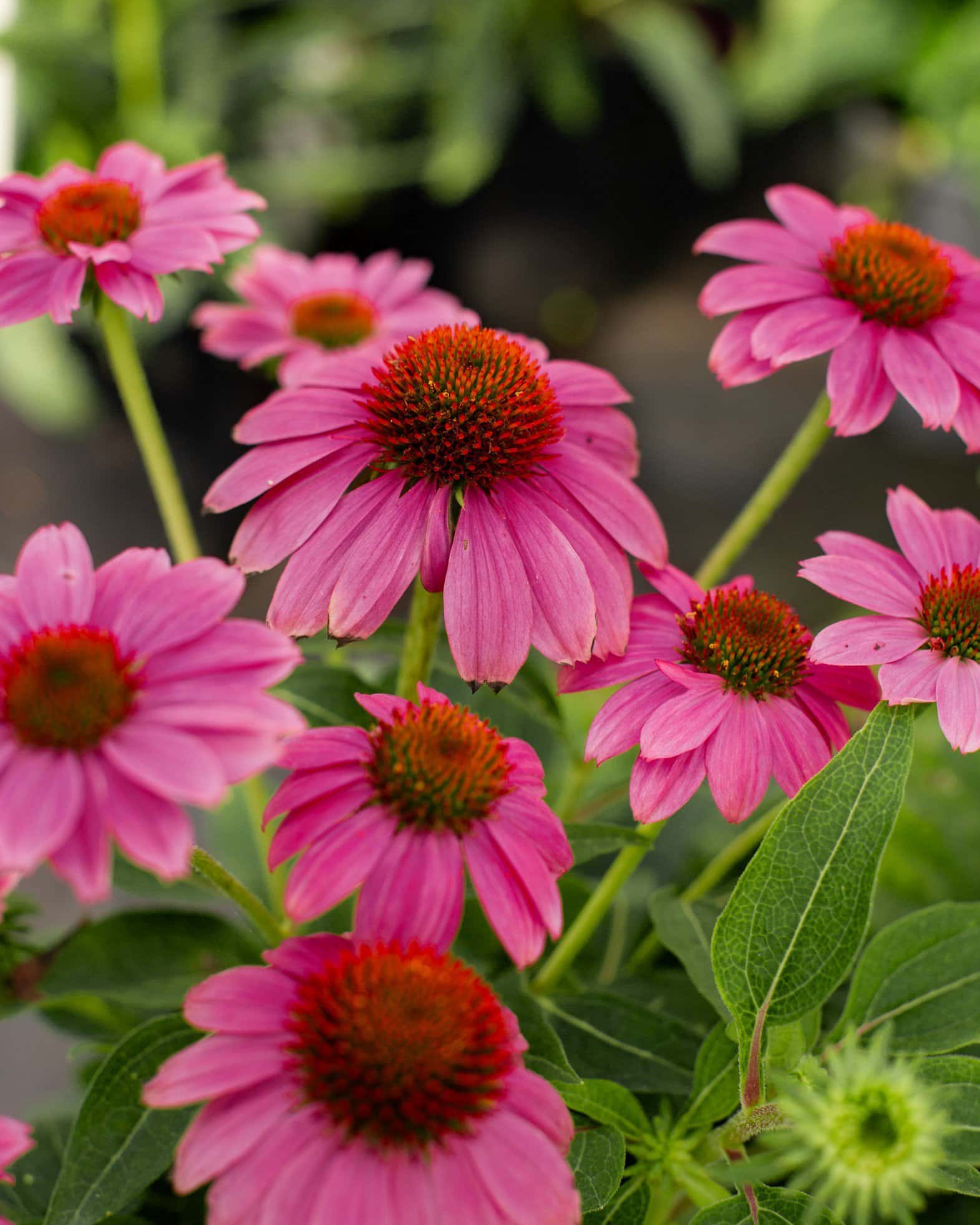 Pow Wow Wild Berry Coneflower - Main Image