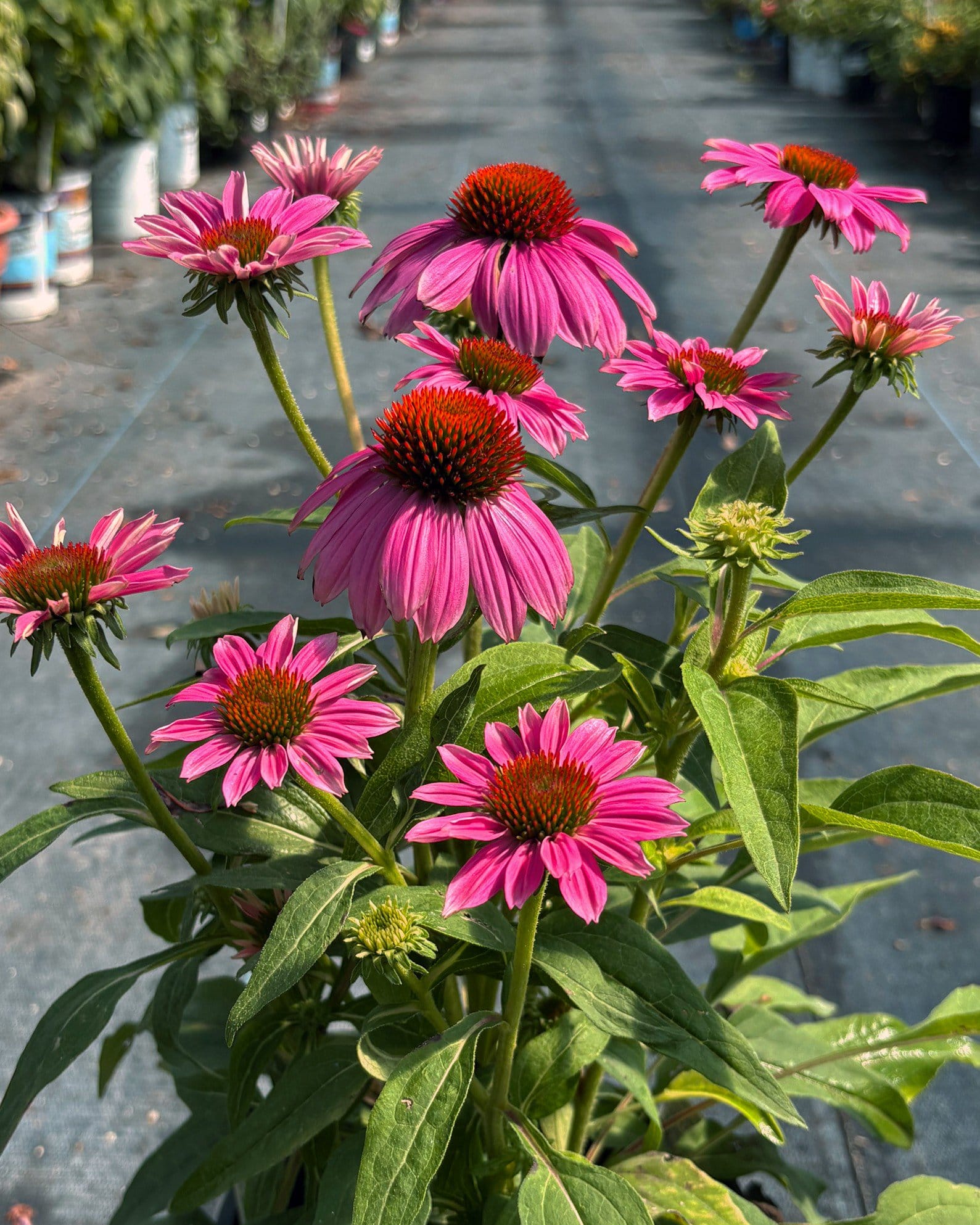 PowWow Wild Berry Coneflower - view 2