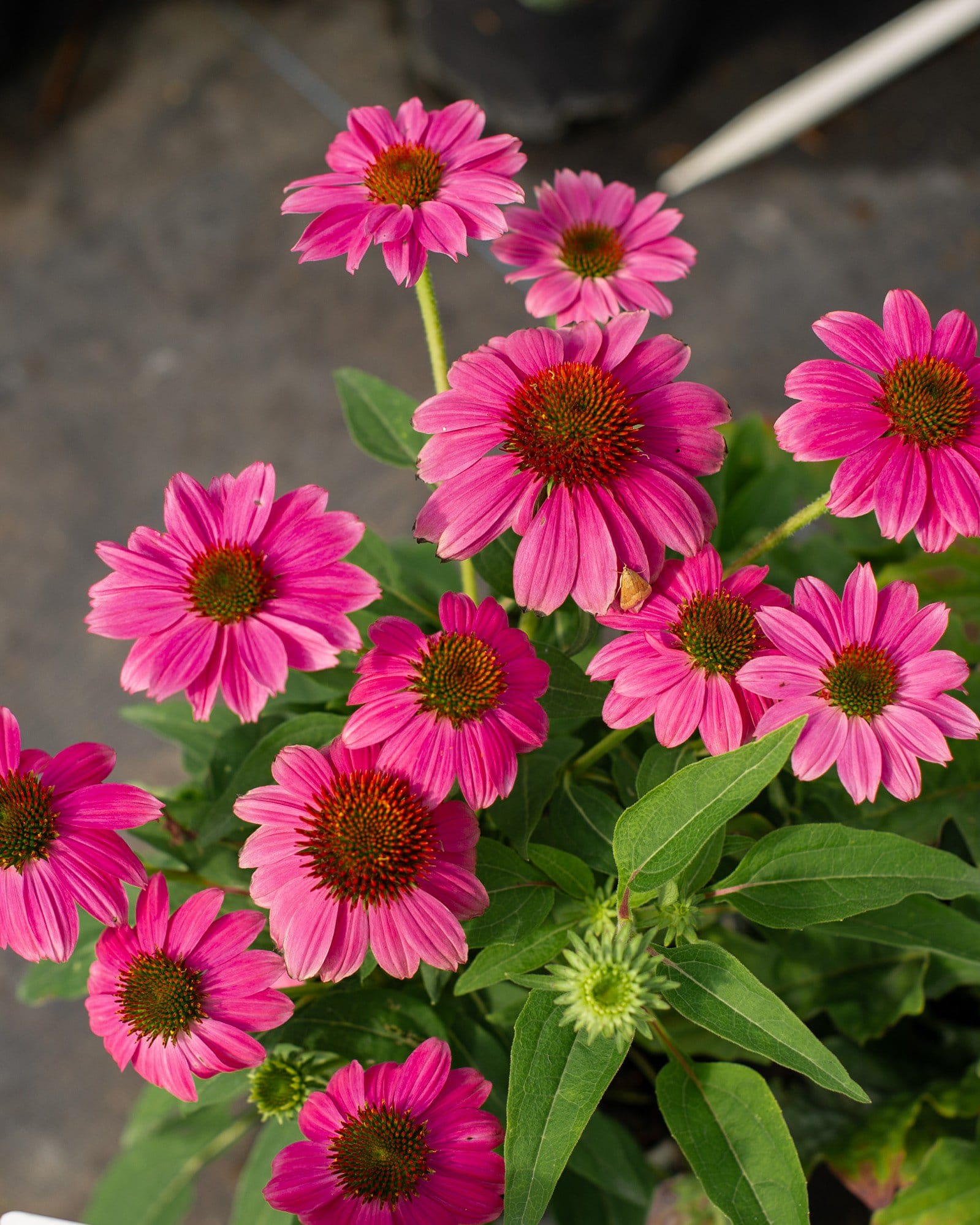 PowWow Wild Berry Coneflower - view 4