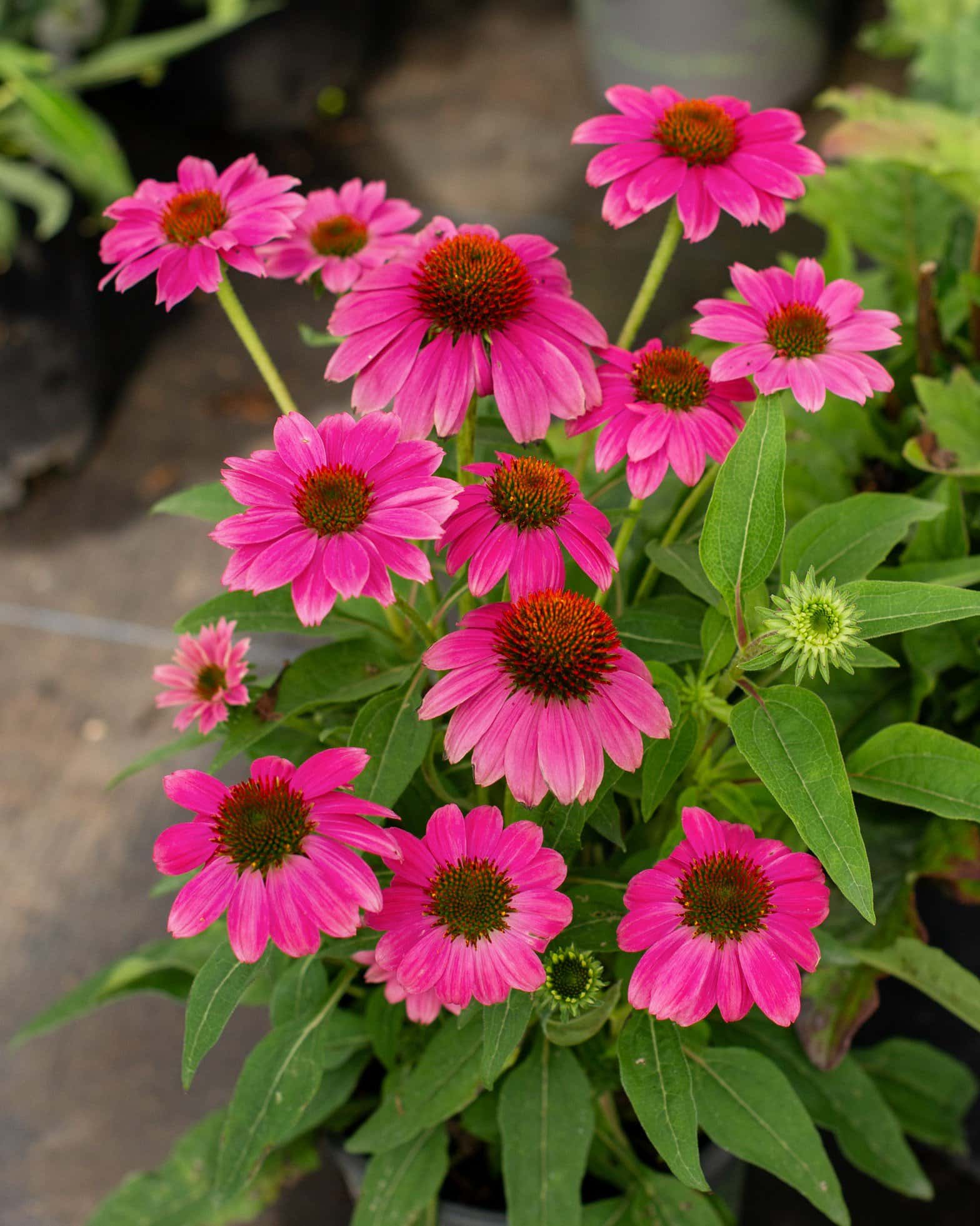 Pow Wow Wild Berry Coneflower - Image 2