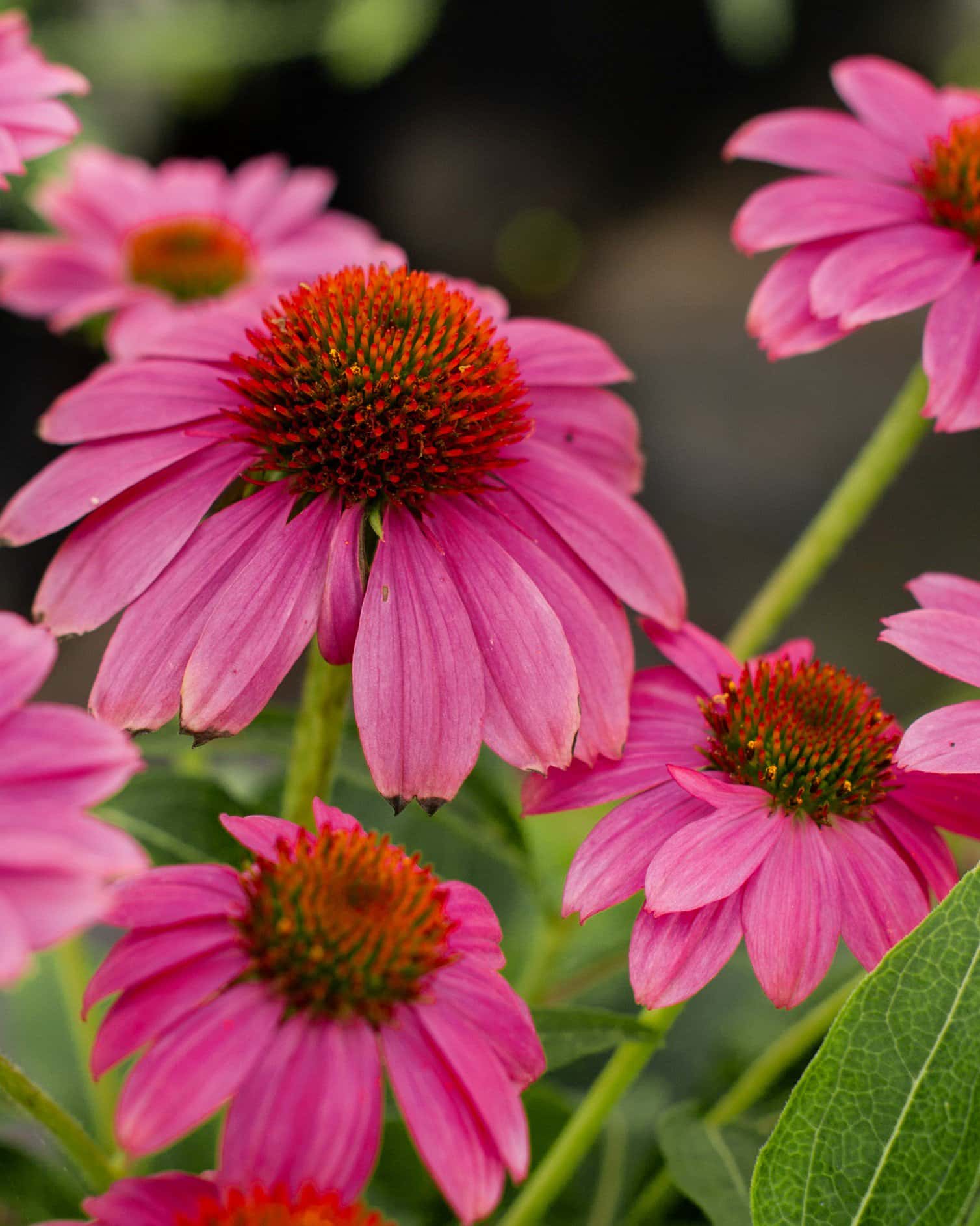 Pow Wow Wild Berry Coneflower - Image 3