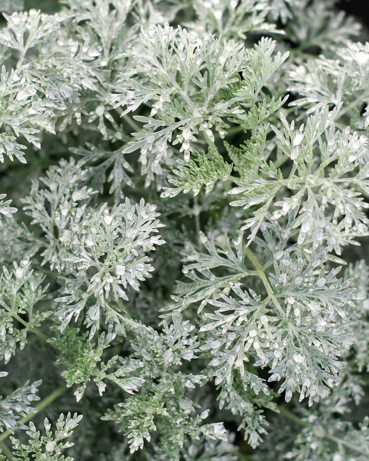Powis Castle Artemisia - Main Image