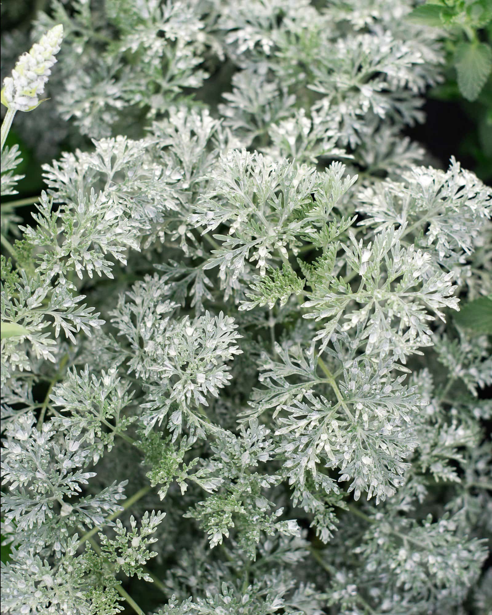 Powis Castle Artemisia - Image 2
