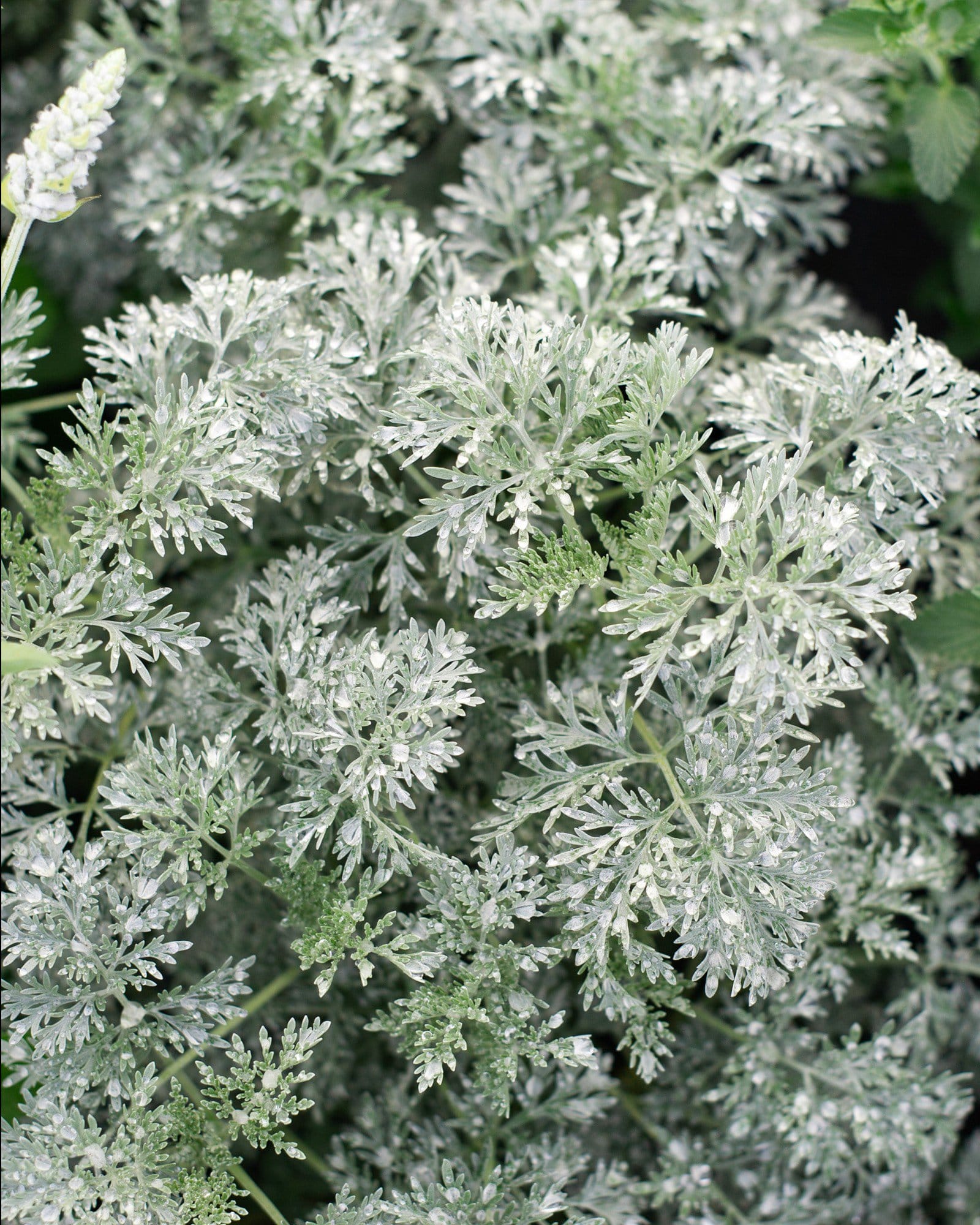 Powis Castle Artemisia - view 2