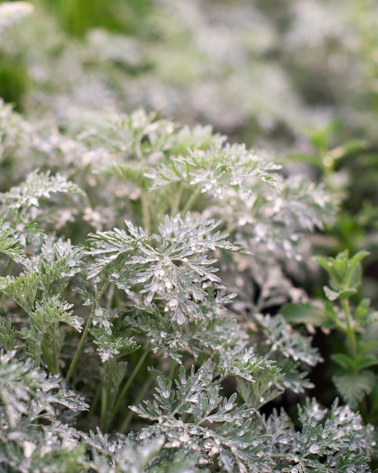 Powis Castle Artemisia - Image 1