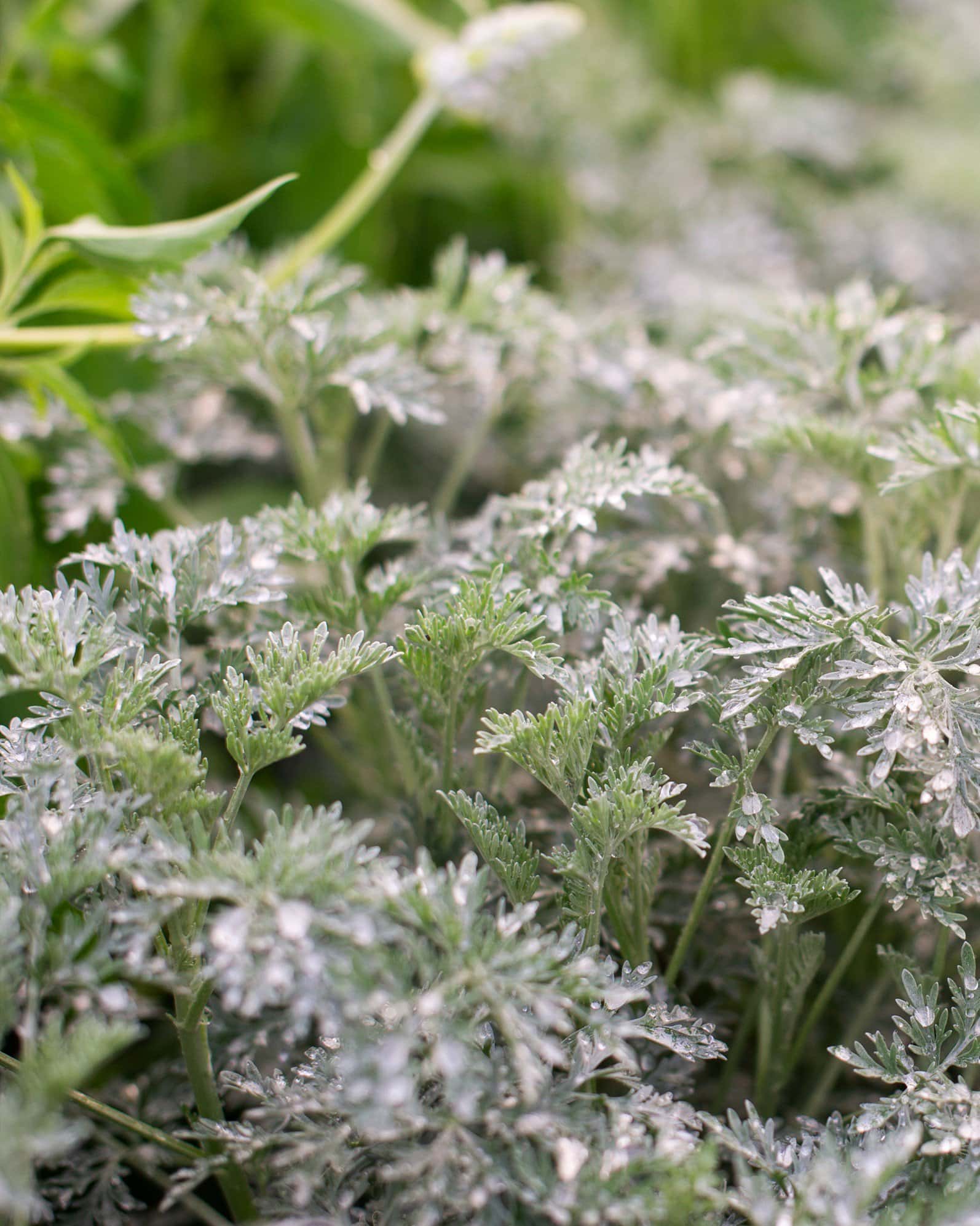 Powis Castle Artemisia - Image 3