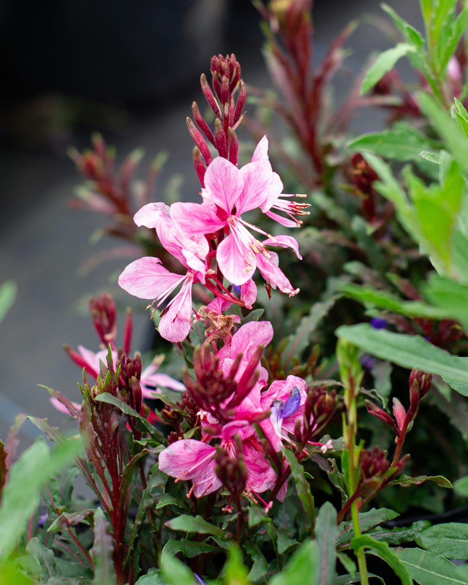 Siskiyou Pink Gaura