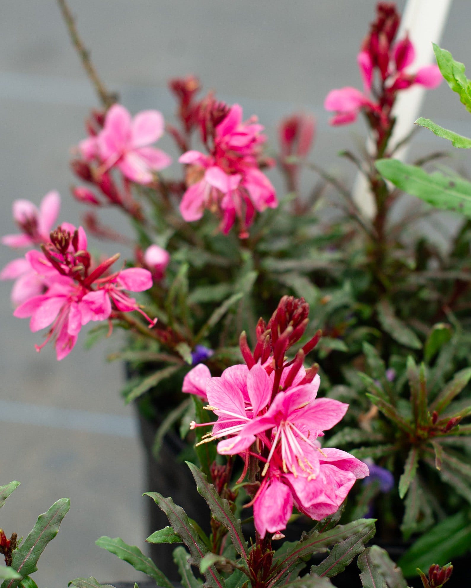 Siskiyou Pink Gaura - view 2