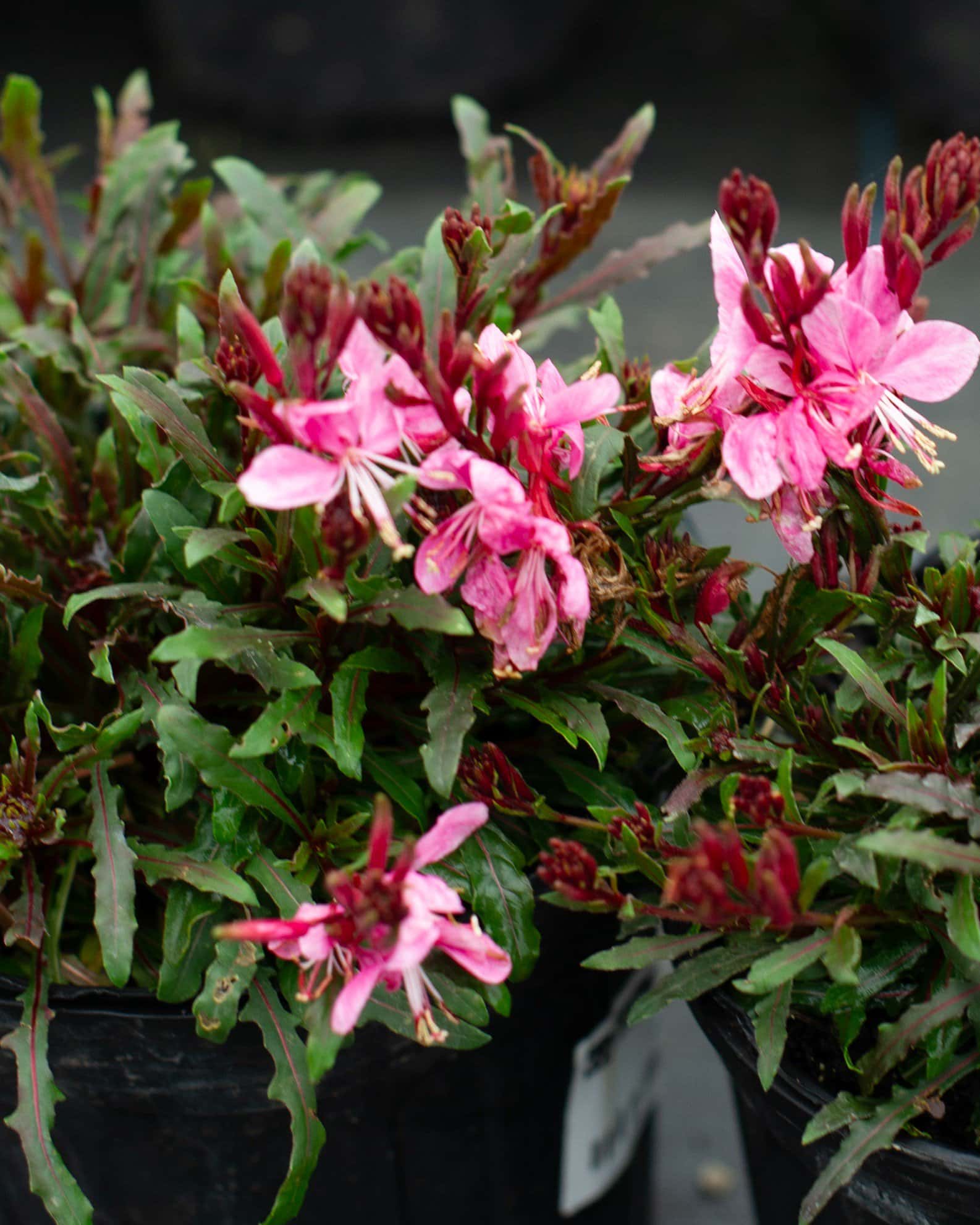 Siskiyou Pink Gaura - Image 2
