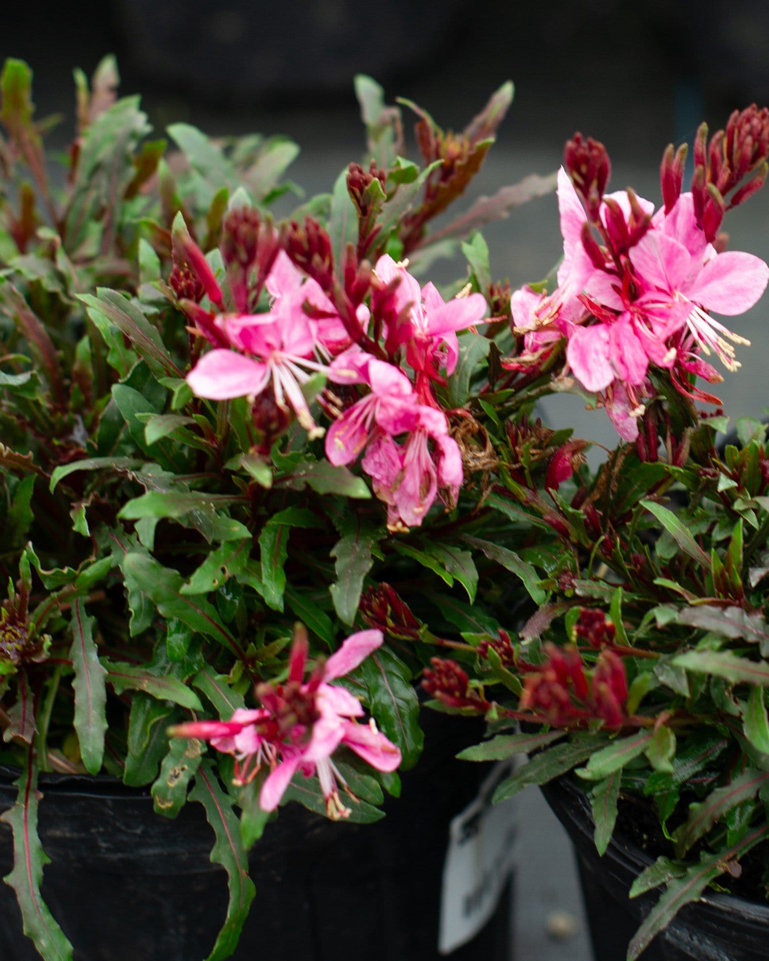 Siskiyou Pink Gaura - view 3