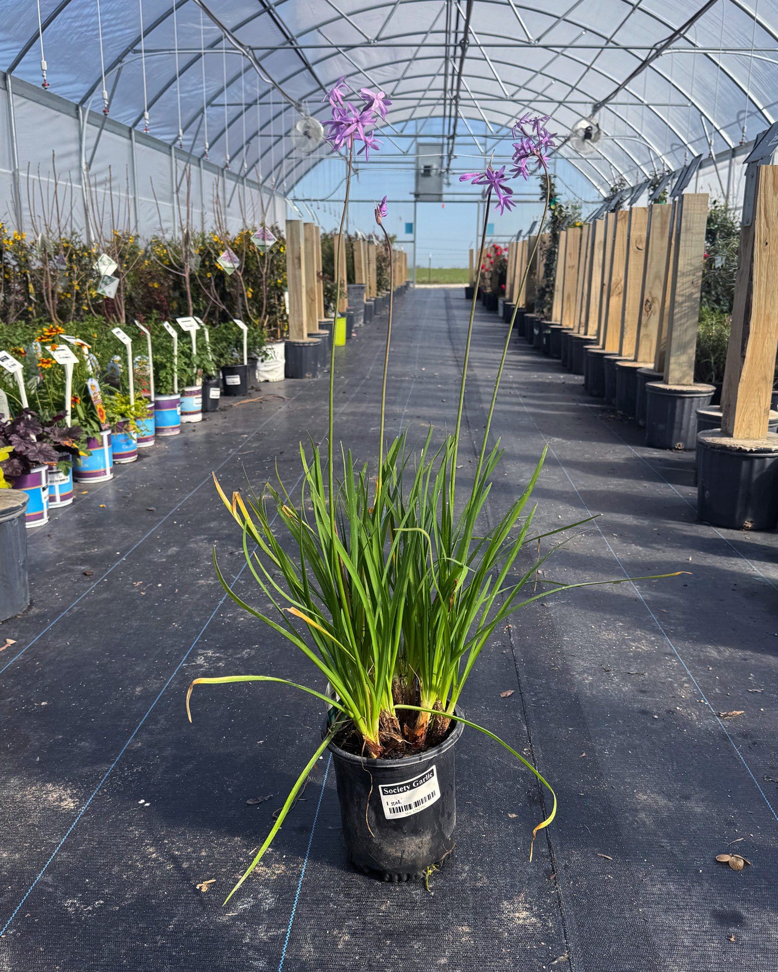 Society Garlic - view 3