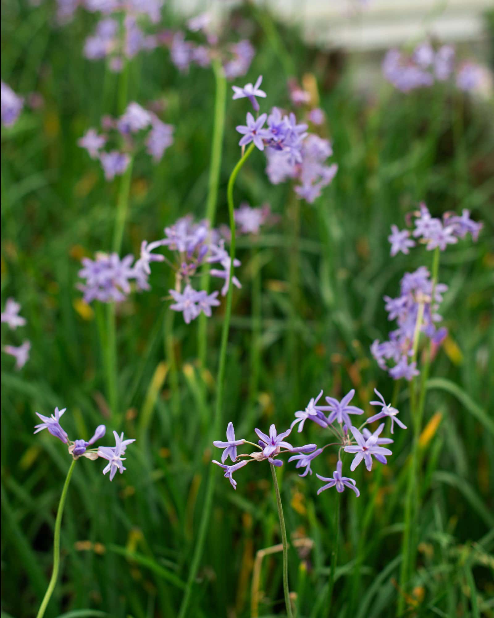Society Garlic - Image 5